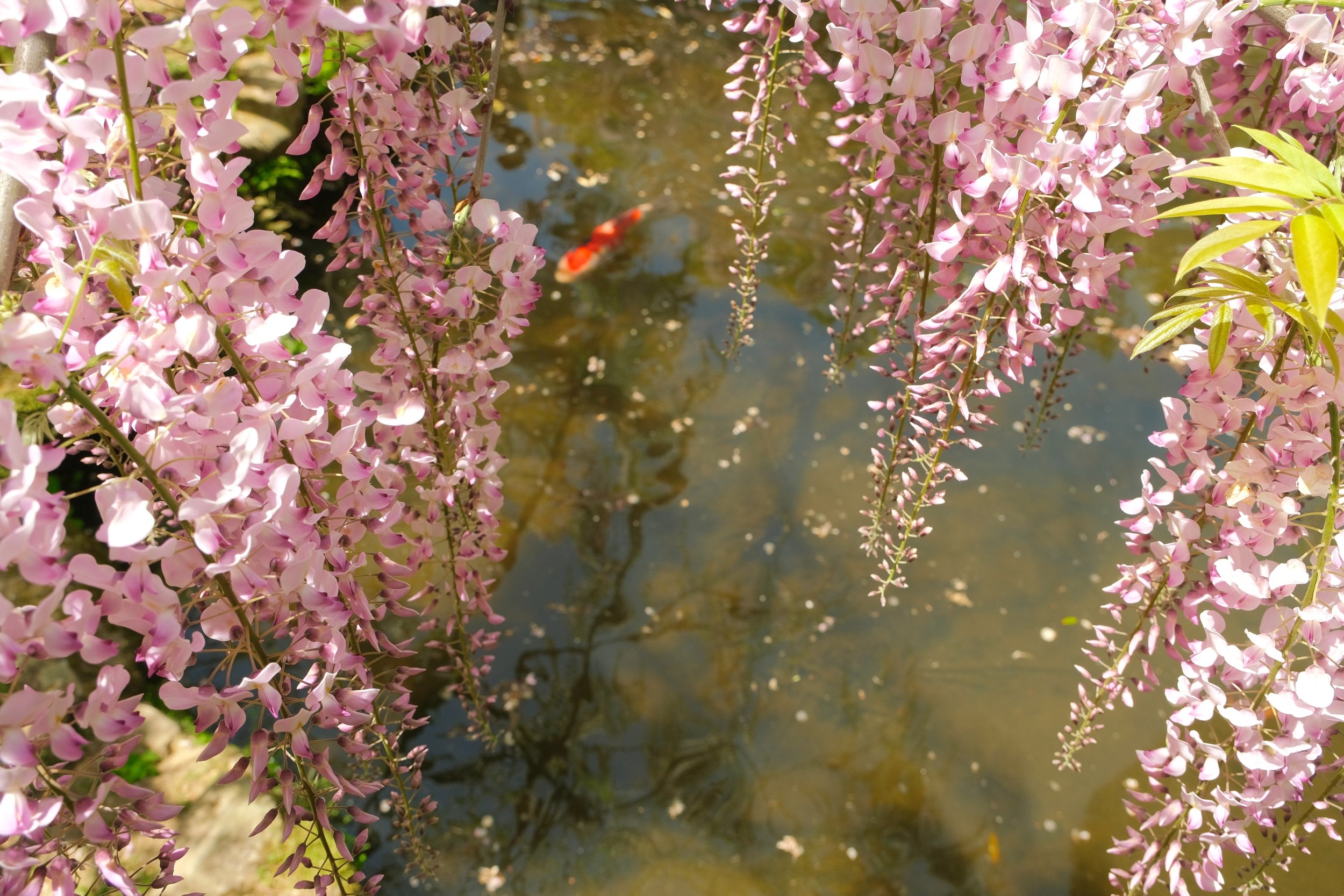 2023 04 23 09 54 dscf5921 1