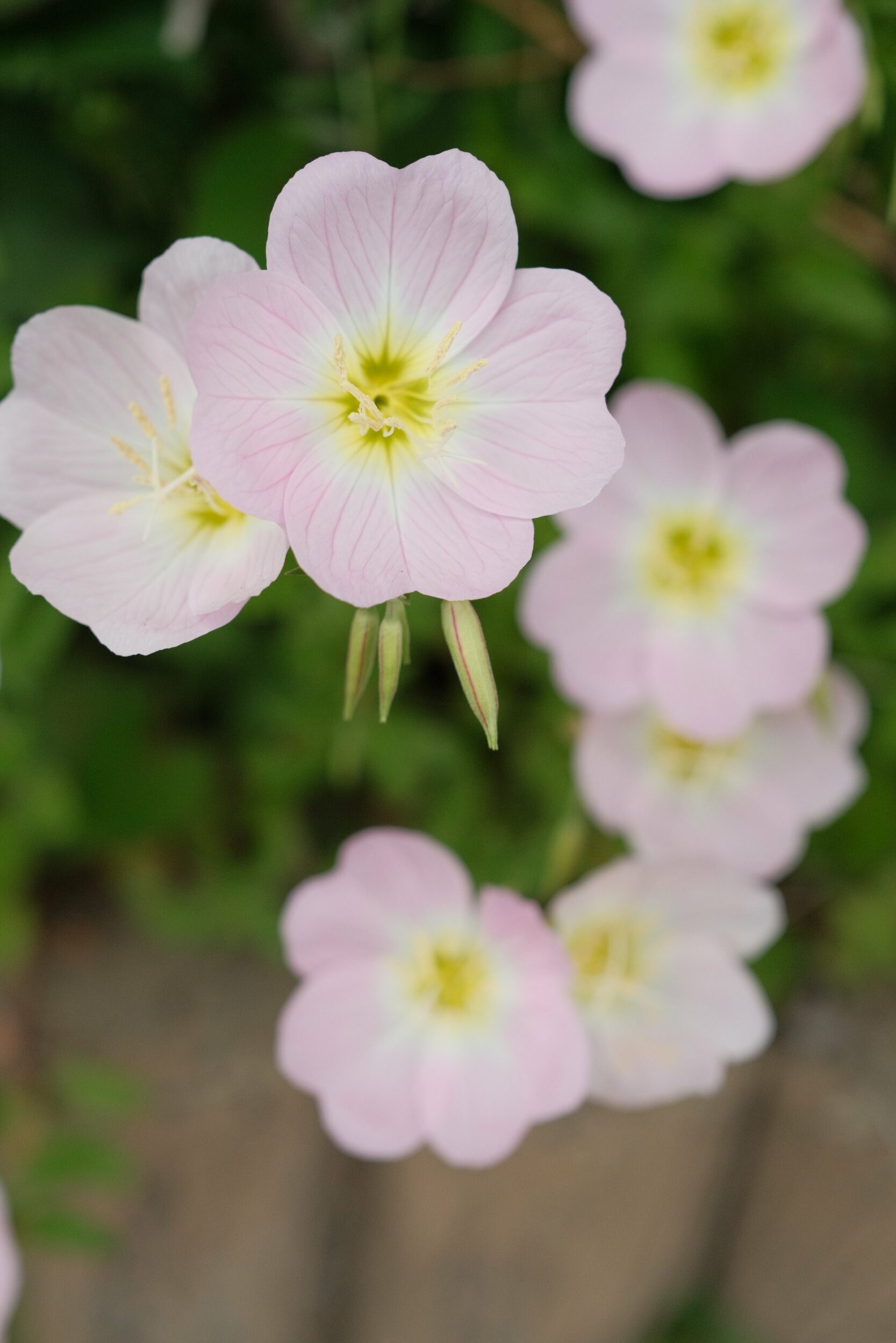 2023 04 29 11 06 dscf6451