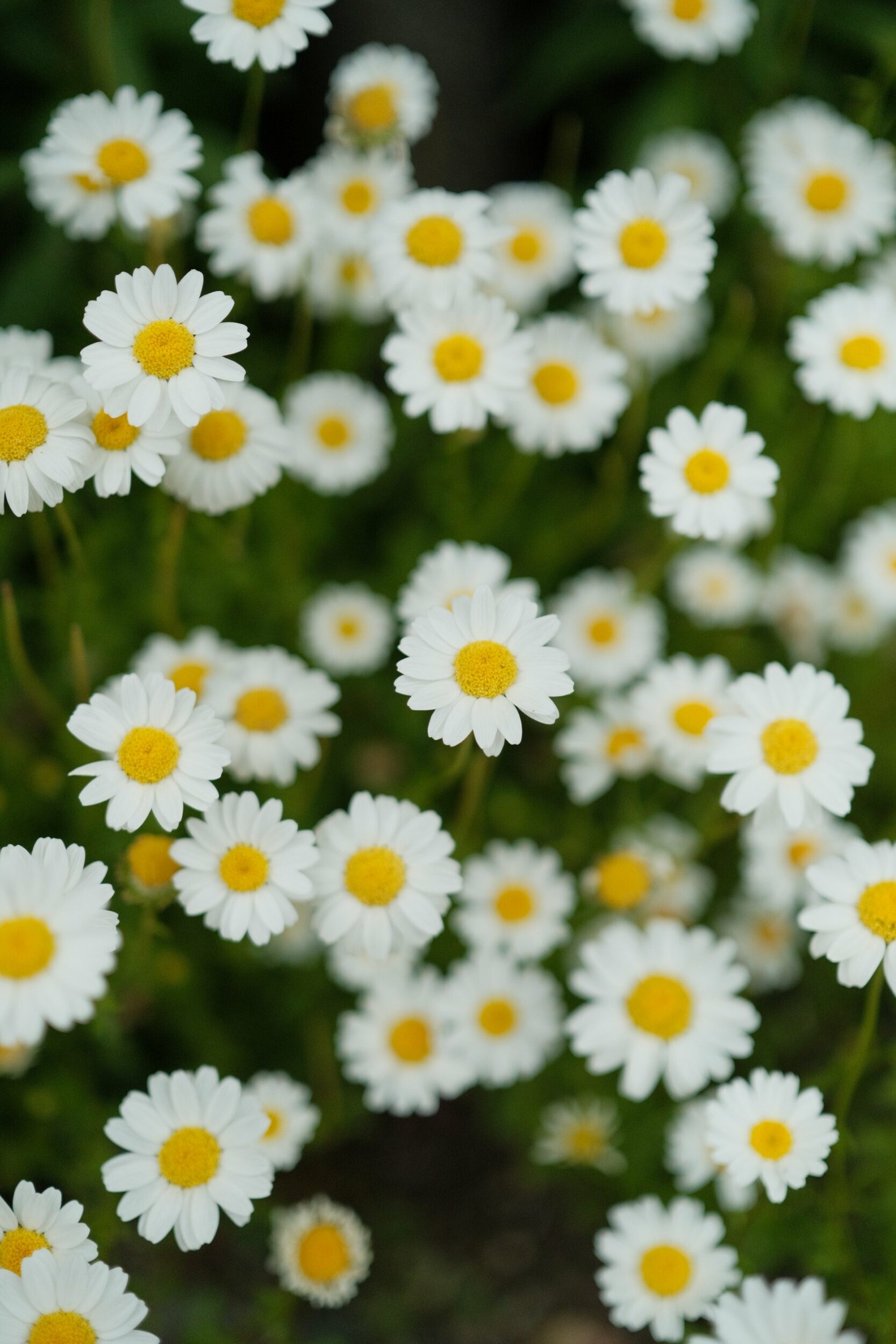 2023 04 29 11 11 dscf6460