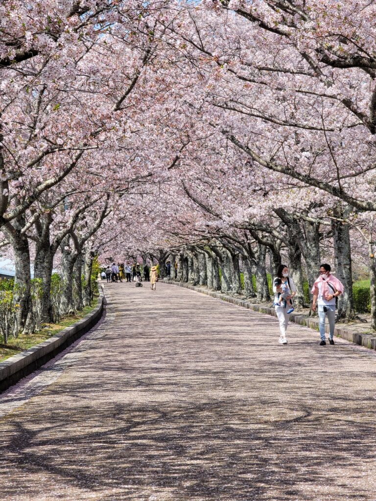 Sakura Park in Kameoka, Kyoto