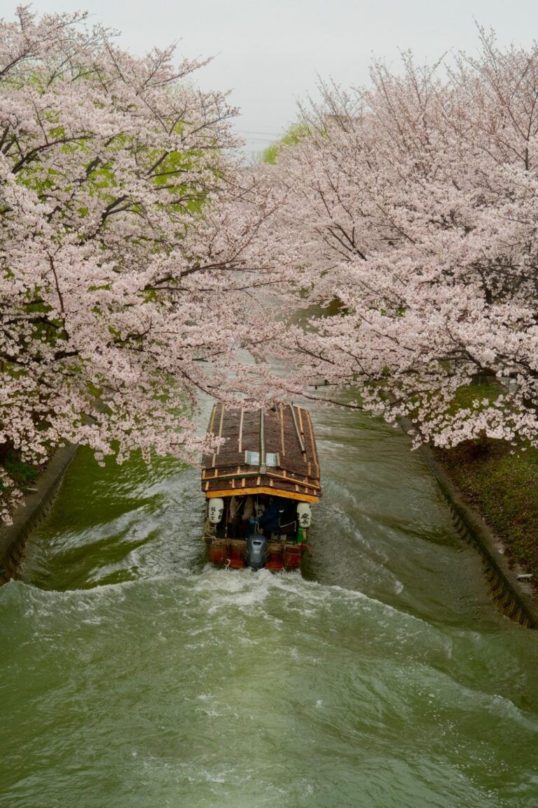 Hoa anh đào 2 bờ sông ở Fushimi, Kyoto