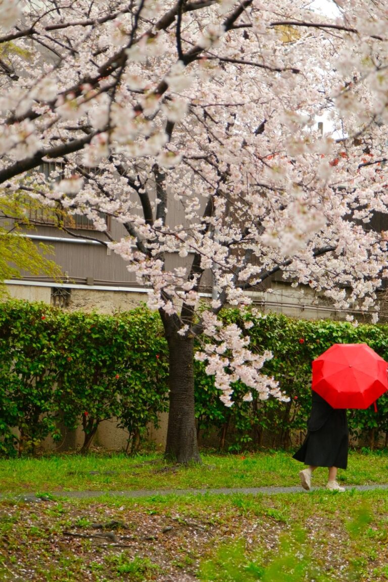 Sakura rainy day