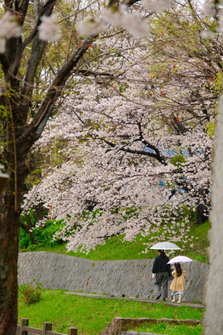 Sakura in Kyoto