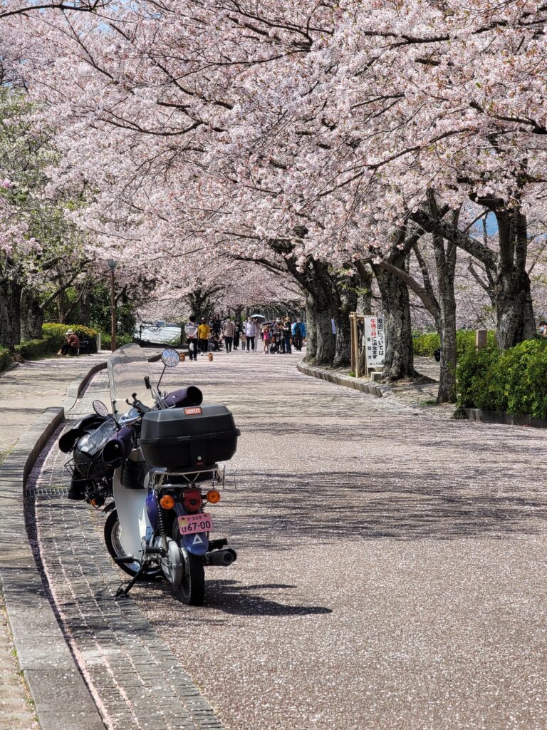 Kameoka Sakura Park