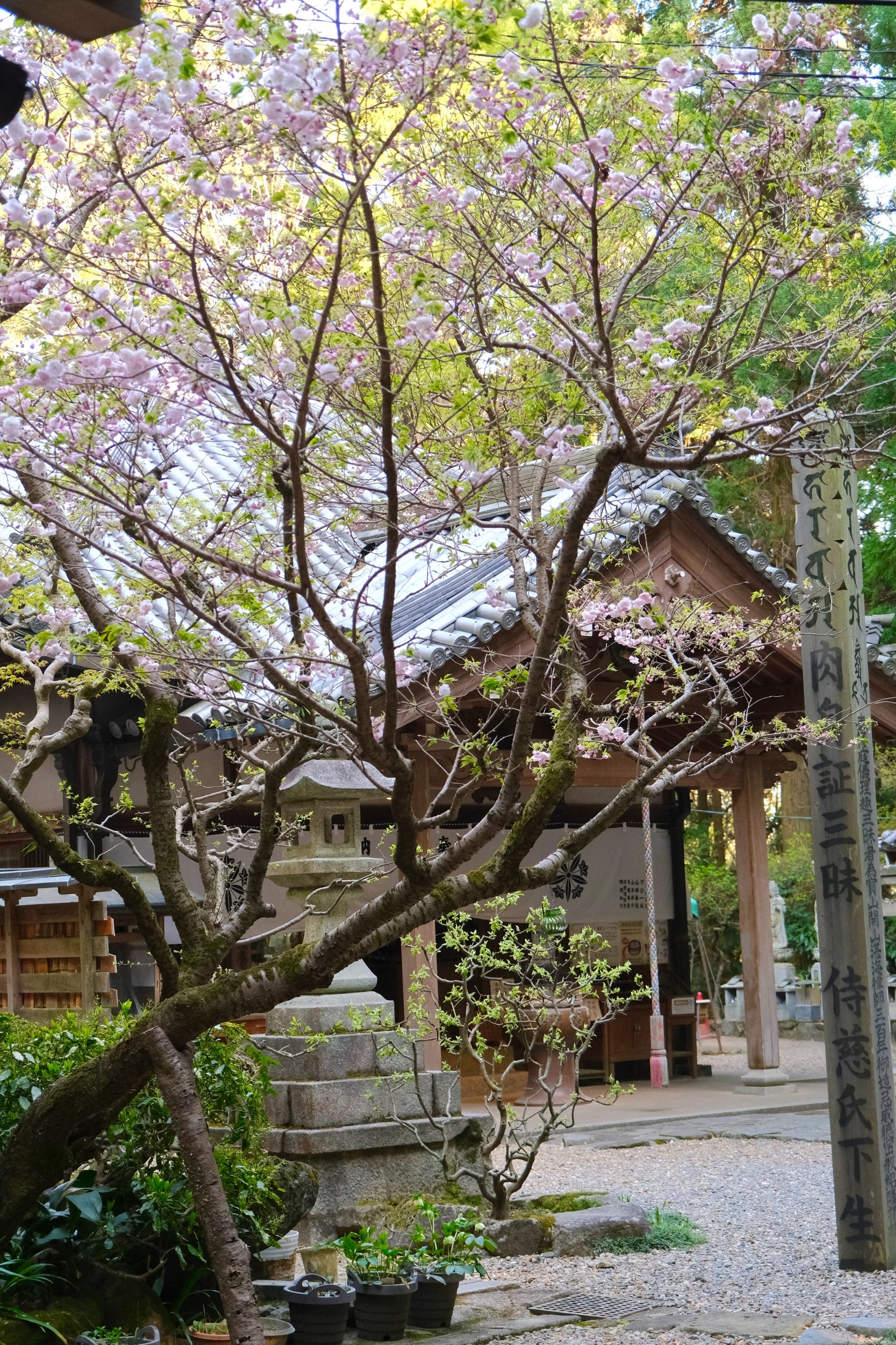 ä½ä»“å®å±±å¯º 1