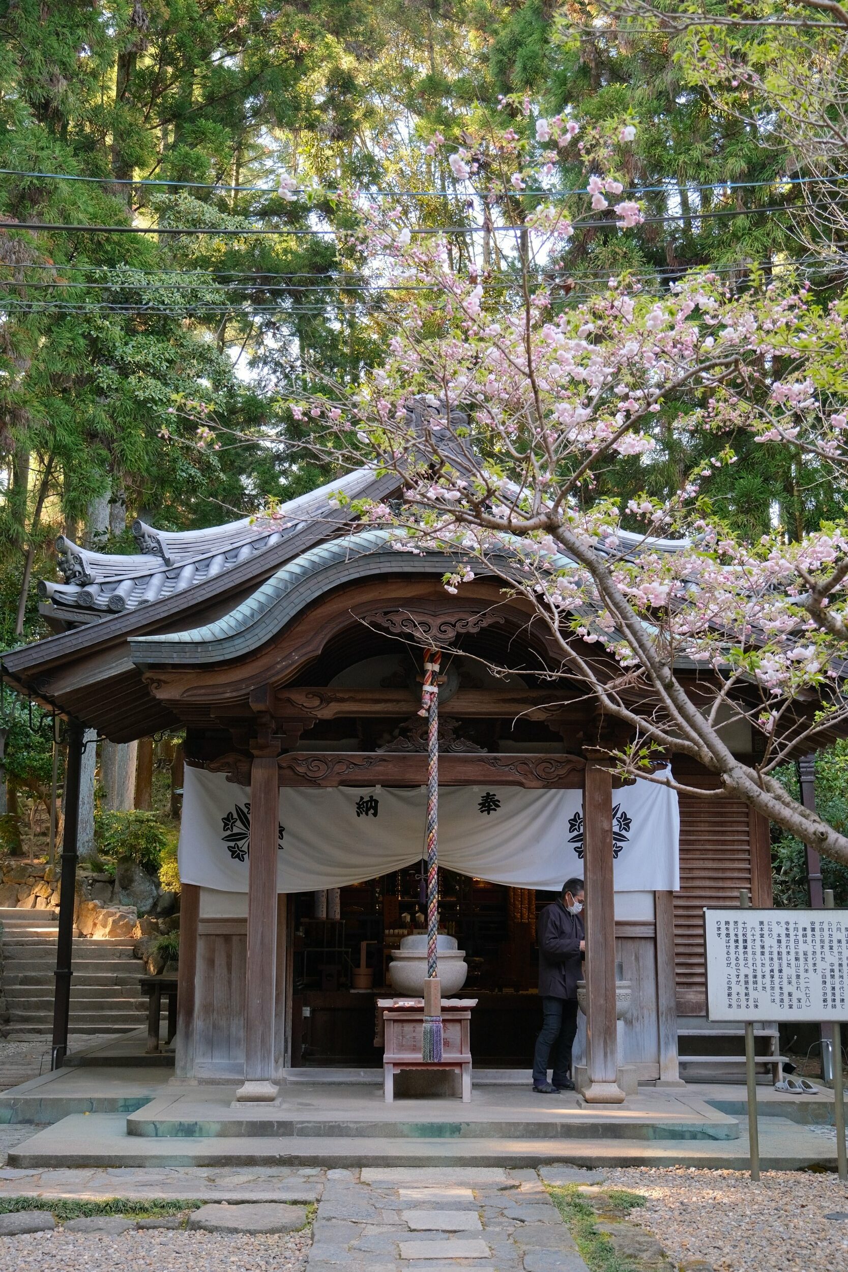 å®å±±å¯ºçš„æ¨±èŠ± 1