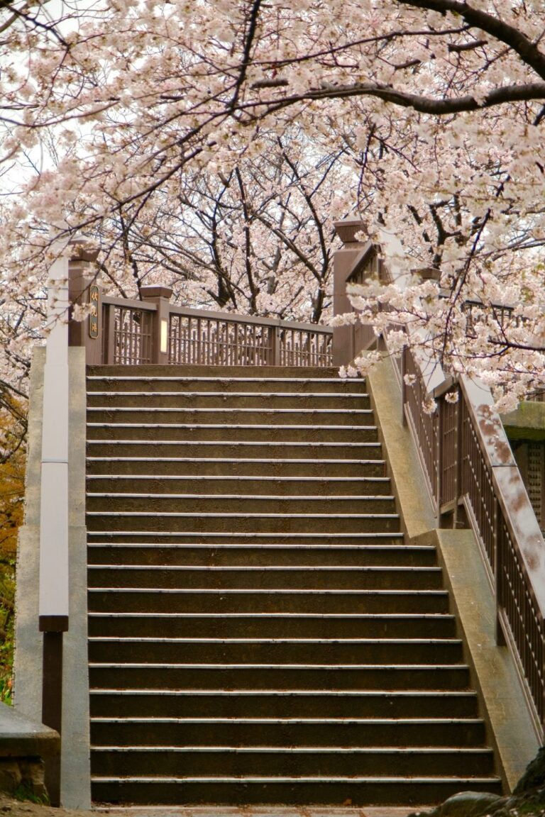 Hoa anh đào bên cầu thang