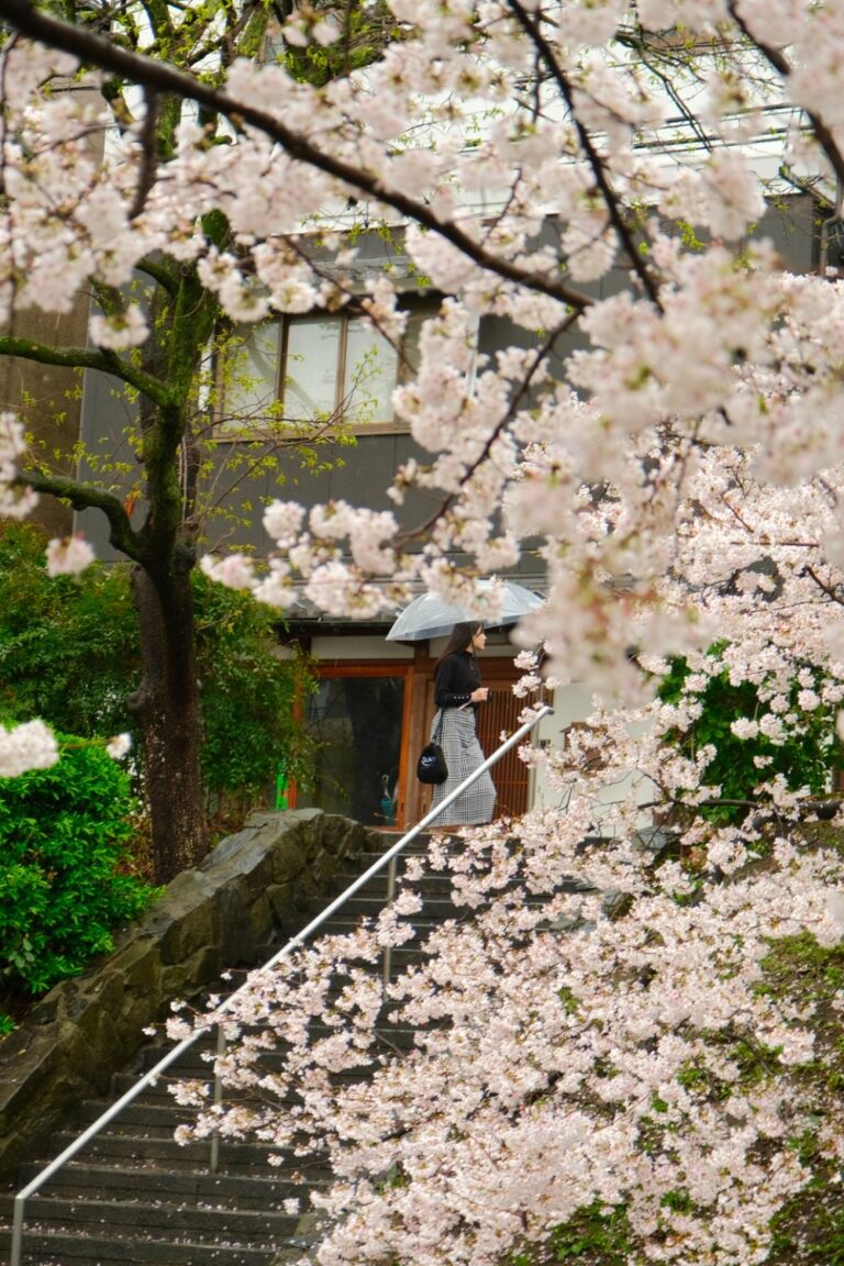 sakura rainy day in fushimi kyoto
