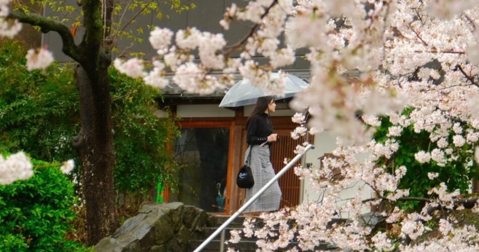 Sakura japan kyoto