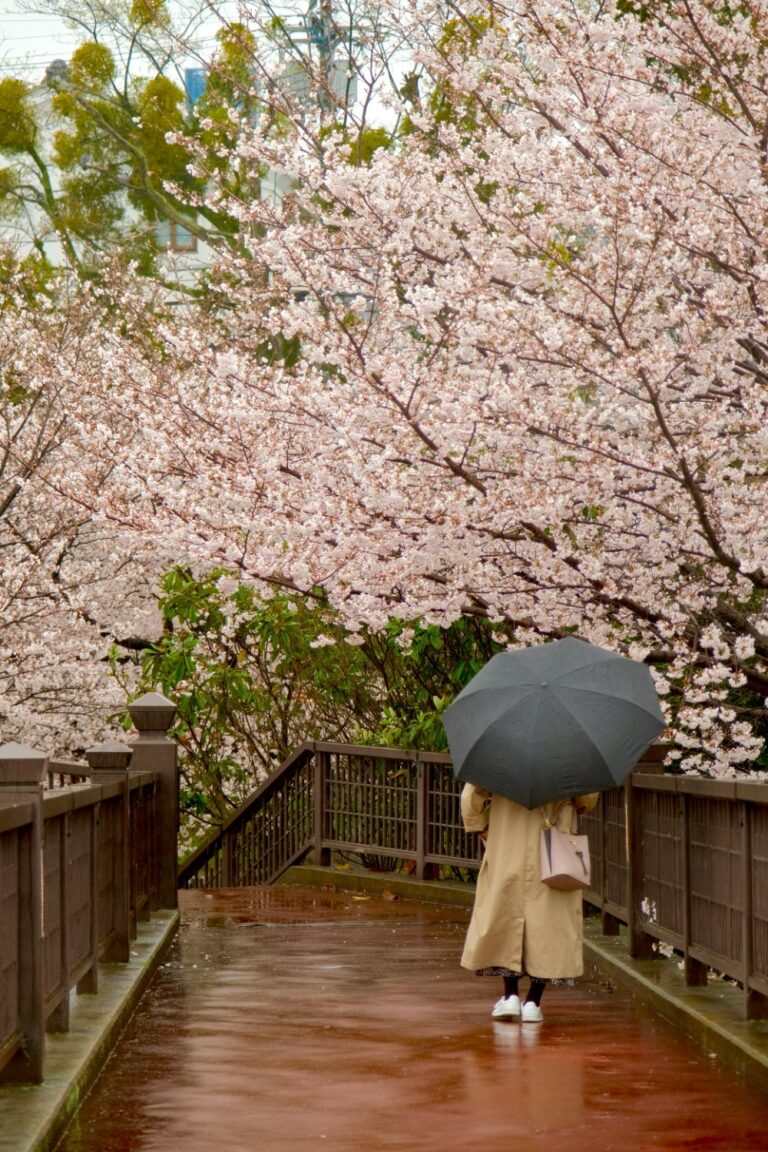 Hoa anh đào Fushimi Kyoto