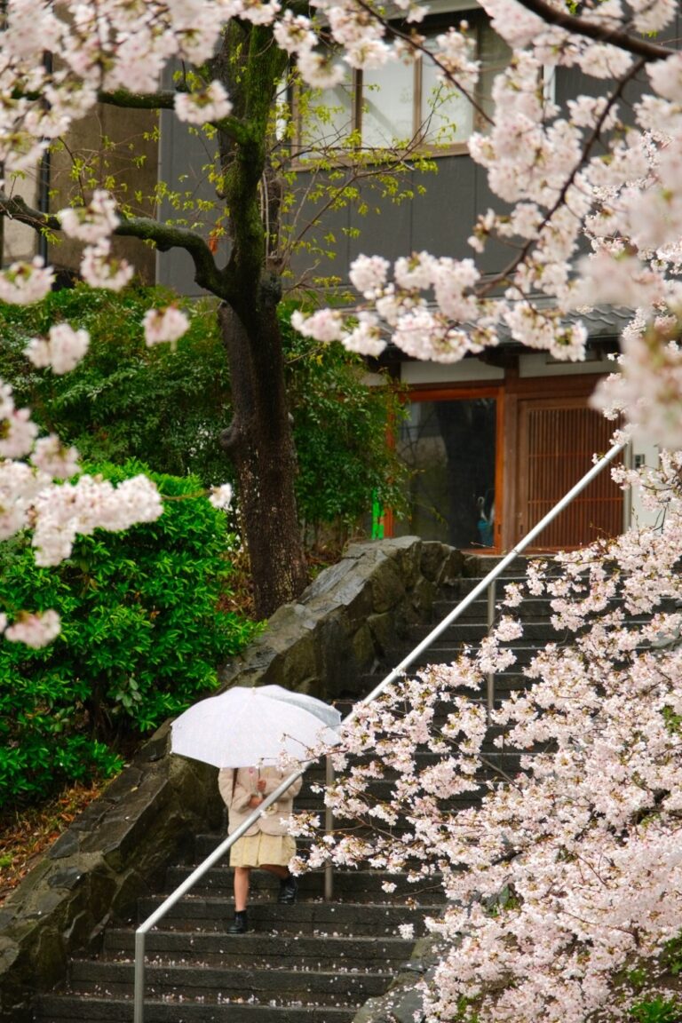 Sakura in Fushimi Kyoto