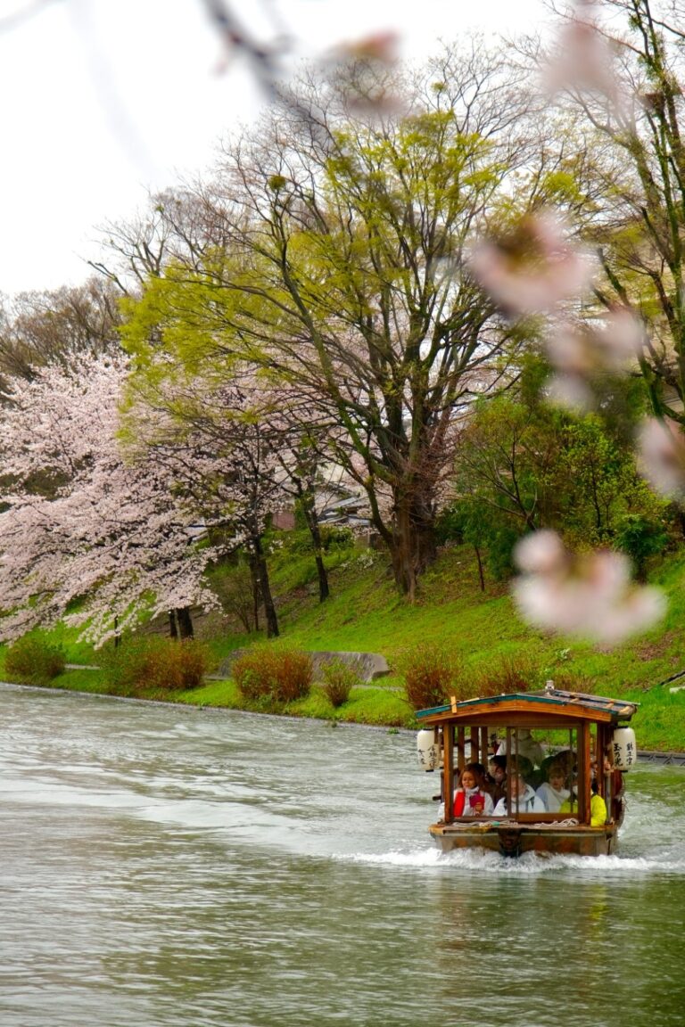 ngắm hoa anh đào trên thuyền tại fushimi kyoto