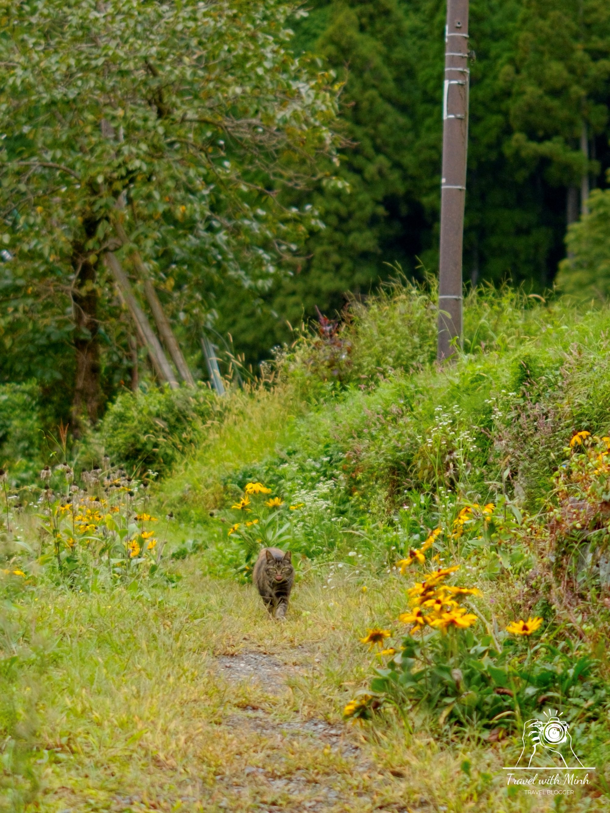 Kayabuki no sato 51 cat