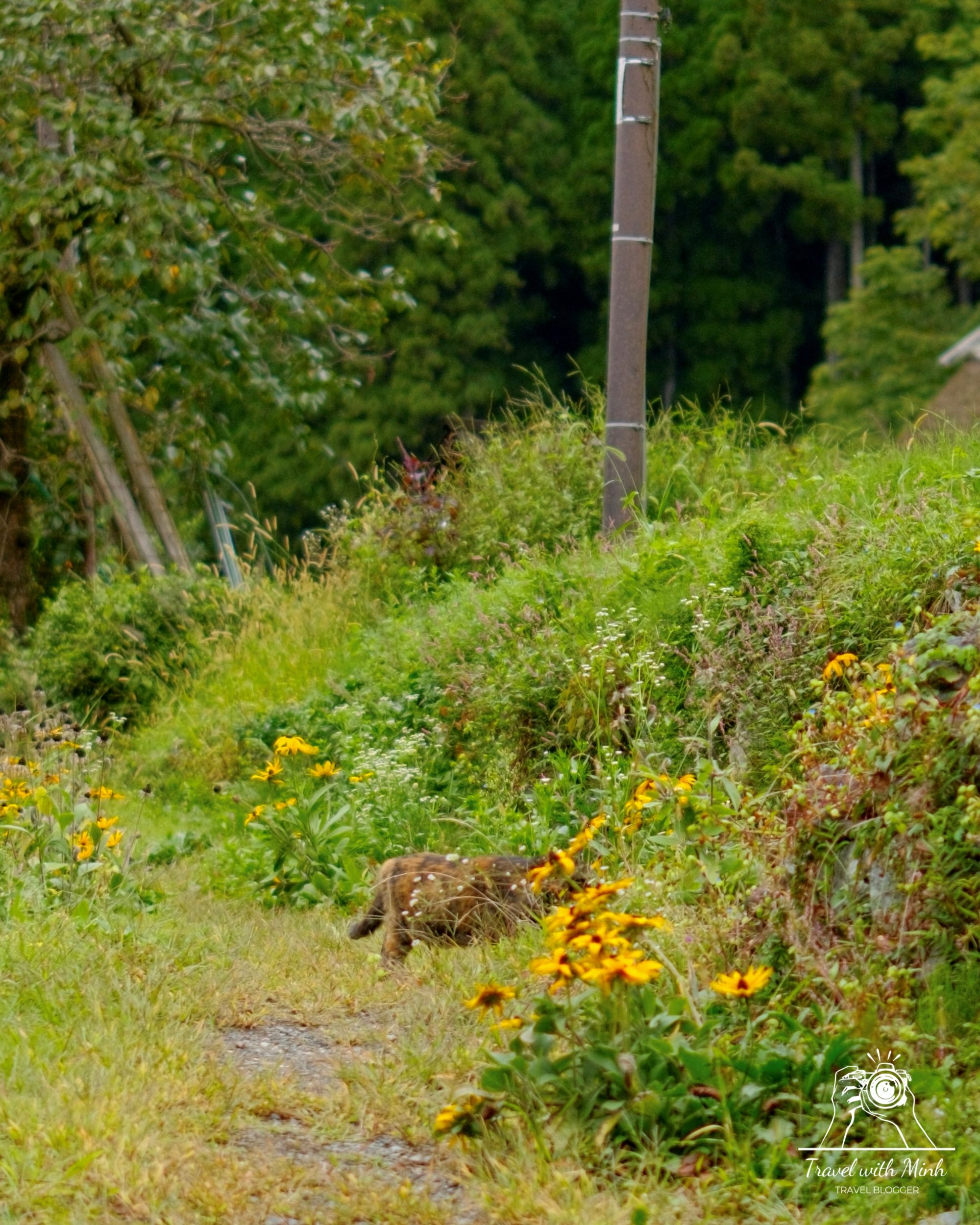 Kayabuki no sato 52 animal