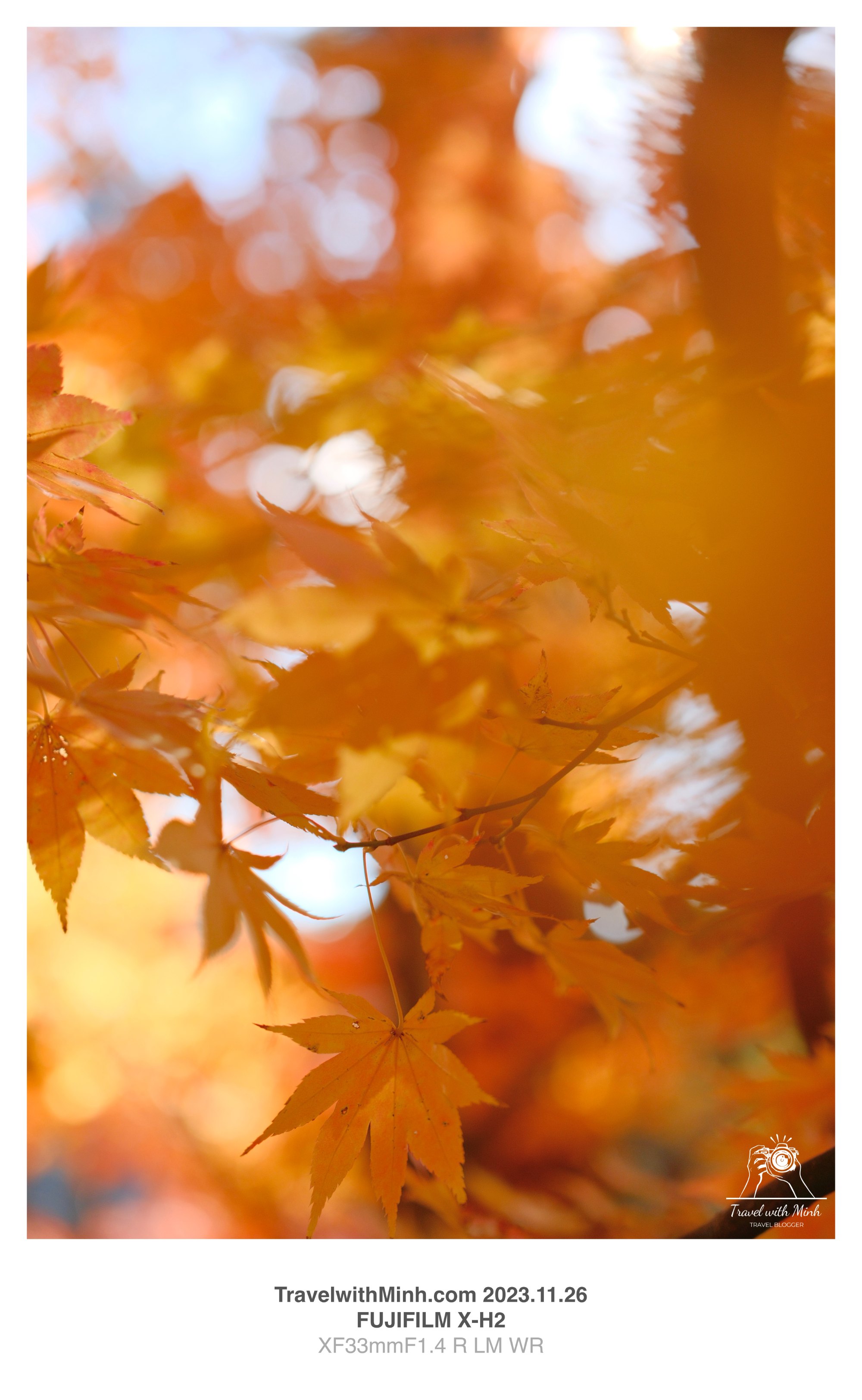 Katsuoji minoh2023 11 26 10 48 img 2804