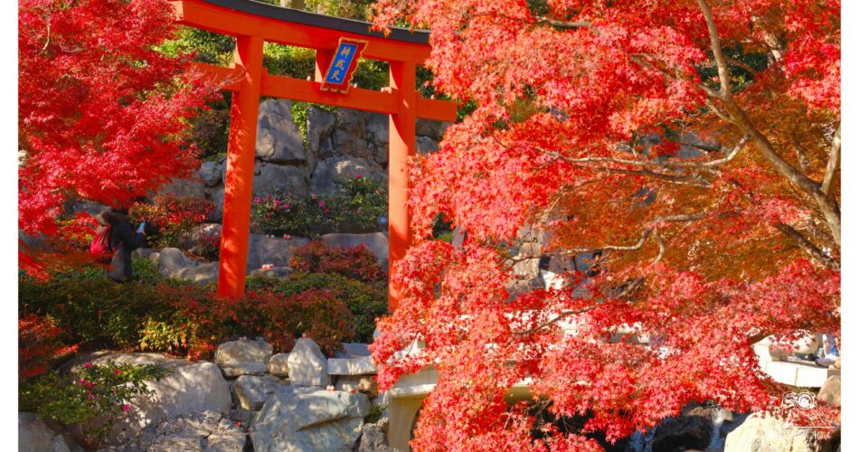 Katsuoji minoh2023 11 26 11 13 img 2797