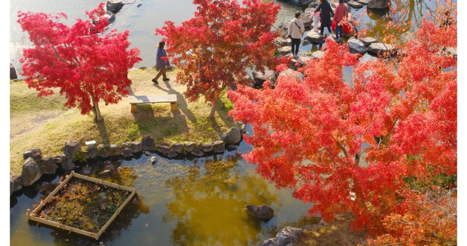 Suikeien garden kyoto2023 11 19 12 21 img 2613