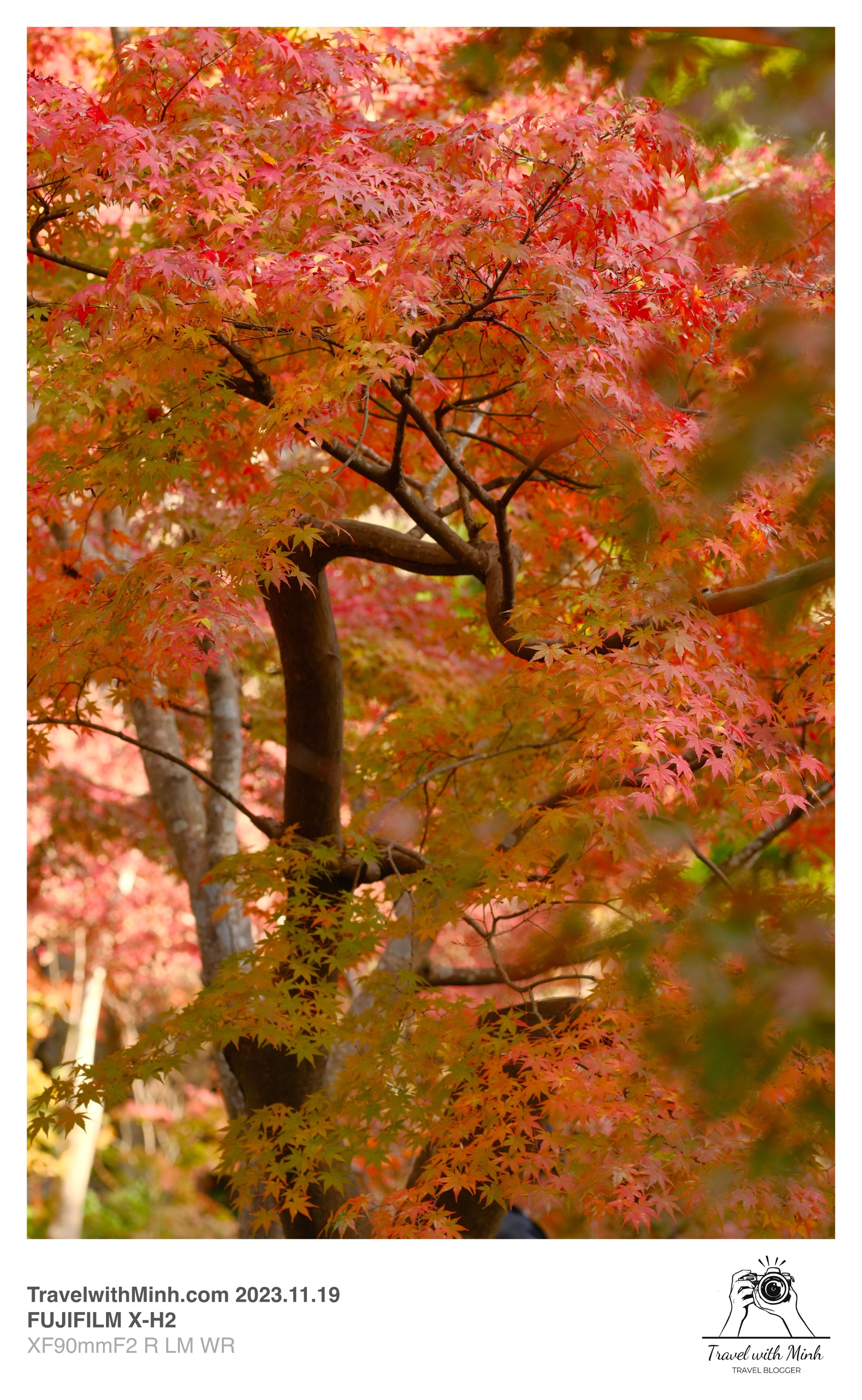 Suikeien garden kyoto2023 11 19 12 50 img 2633