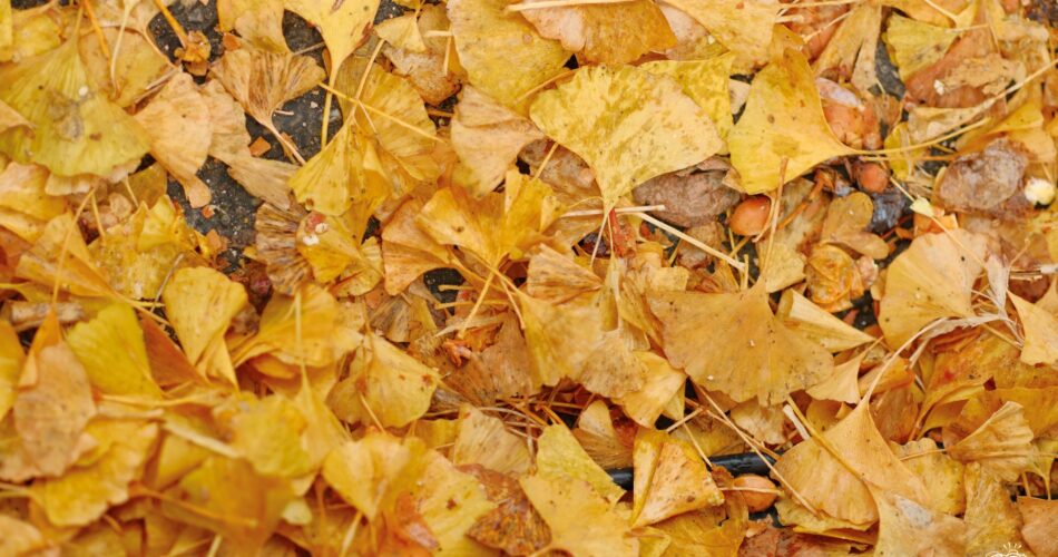 Tenri nara autumn2023 11 12 12 43 dscf1989