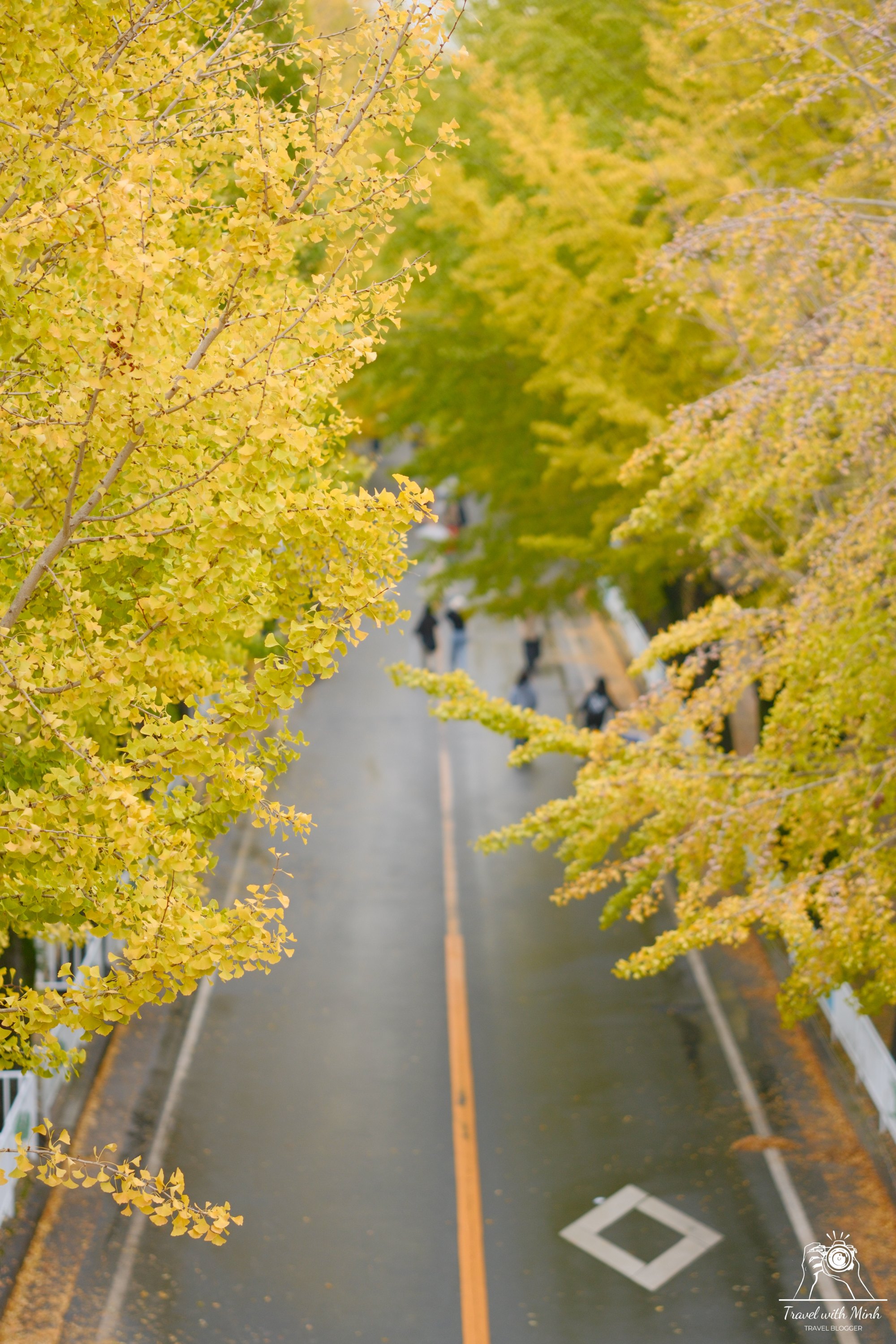 con-duong-la-vang-tai-nara