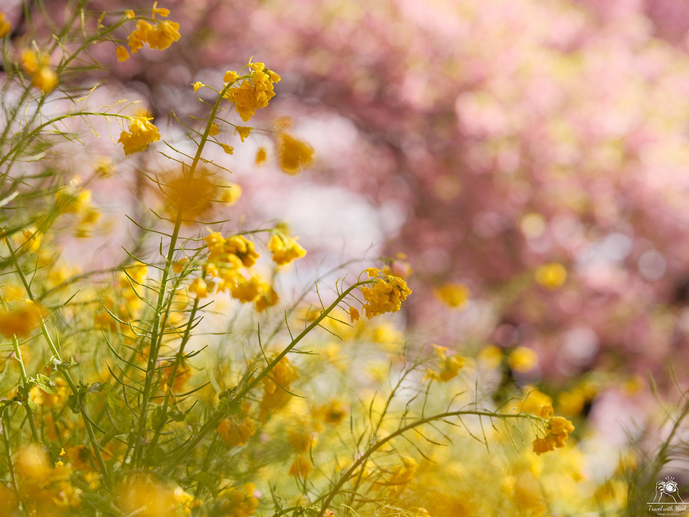 Kawazu sakura matsuda nishihirabatake park2024 02 24 07 55 dscf2687