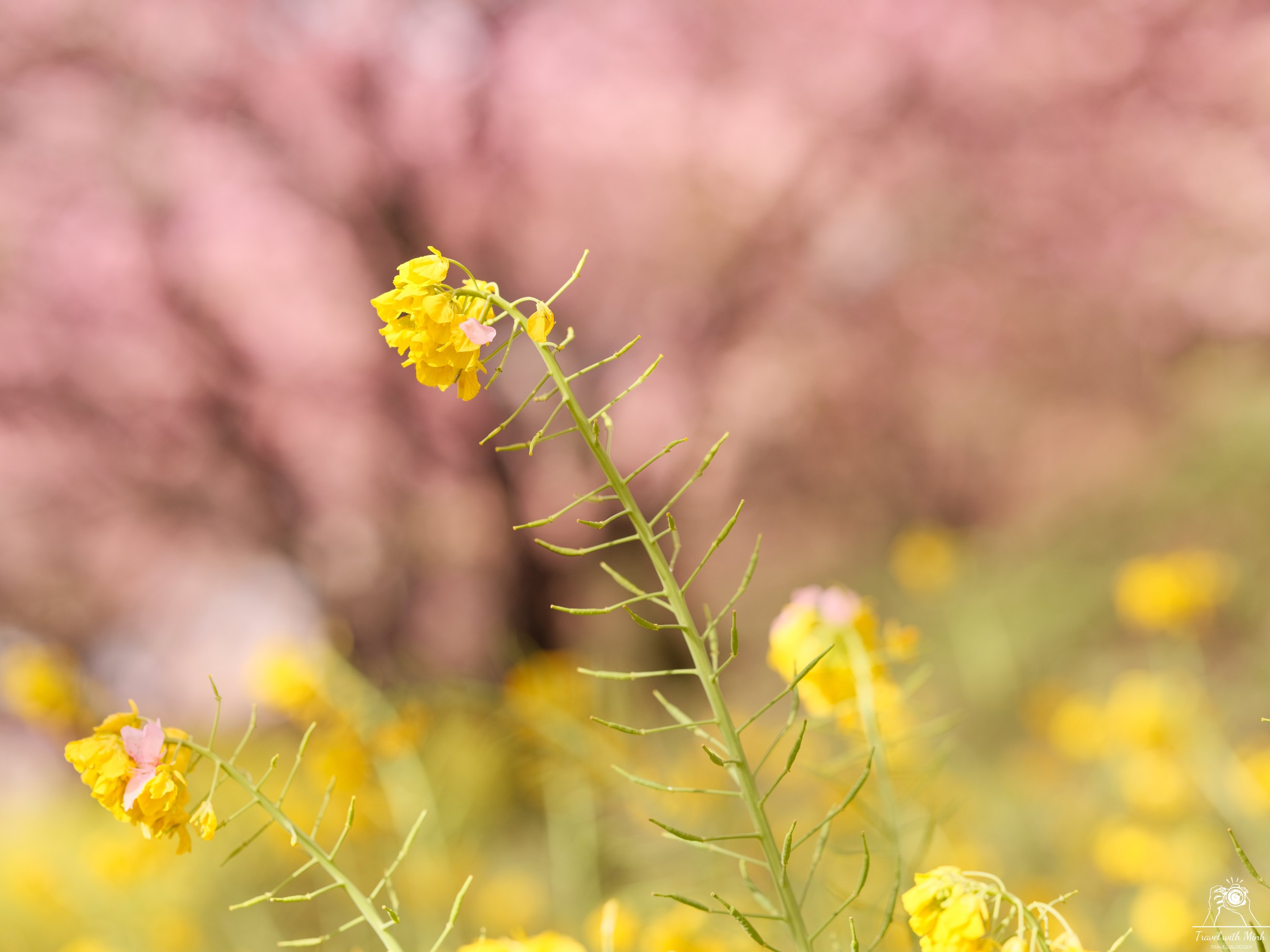 Kawazu sakura matsuda nishihirabatake park2024 02 24 08 00 dscf2700