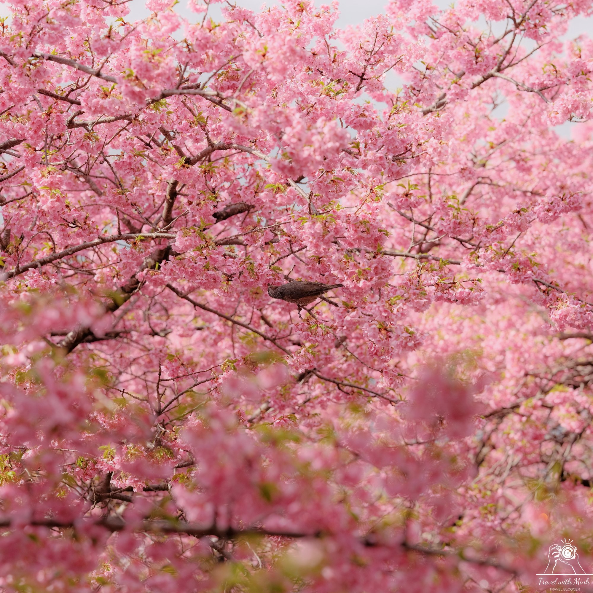Kawazu sakura matsuda nishihirabatake park2024 02 24 08 01 dscf2702 1