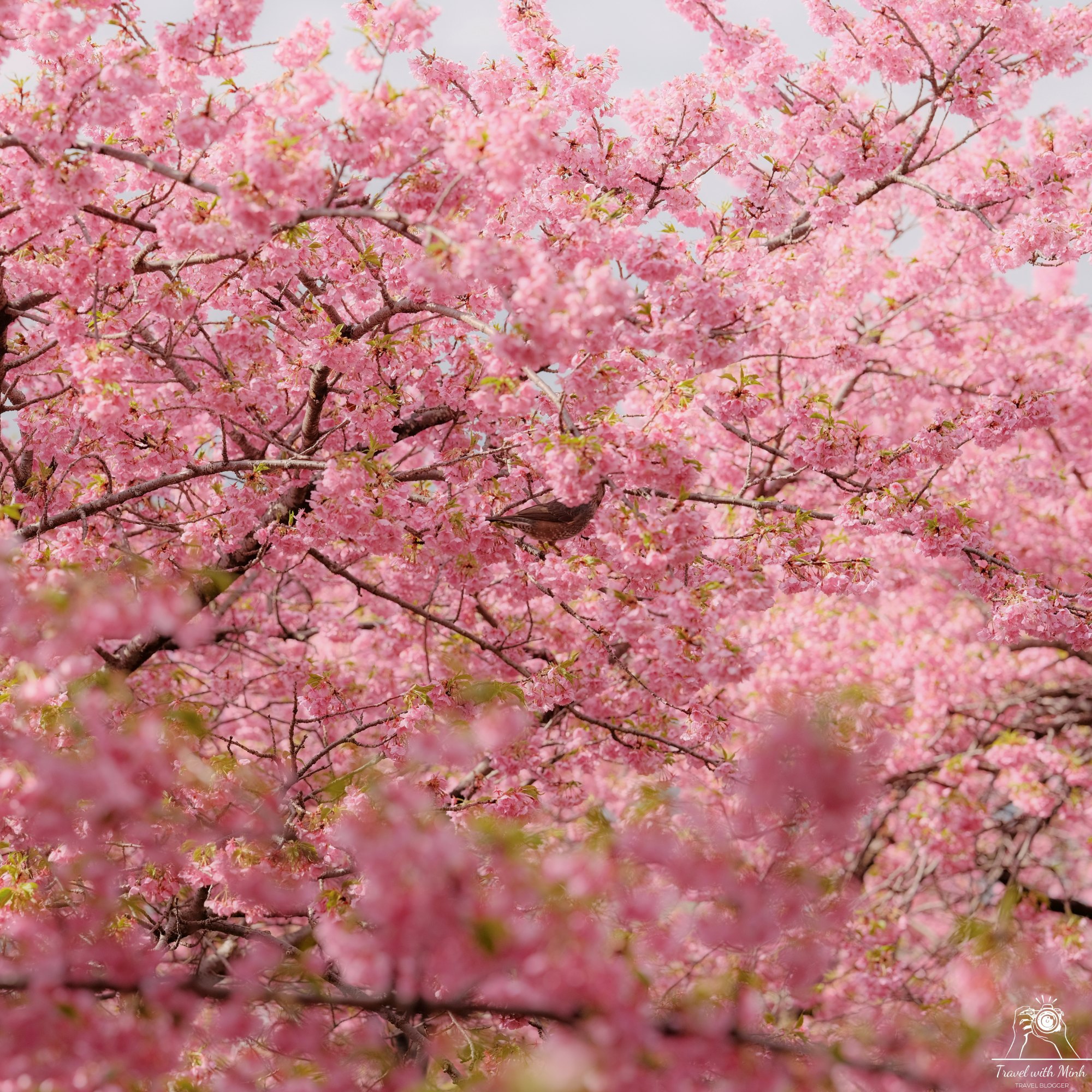 Kawazu sakura matsuda nishihirabatake park2024 02 24 08 01 dscf2704 1