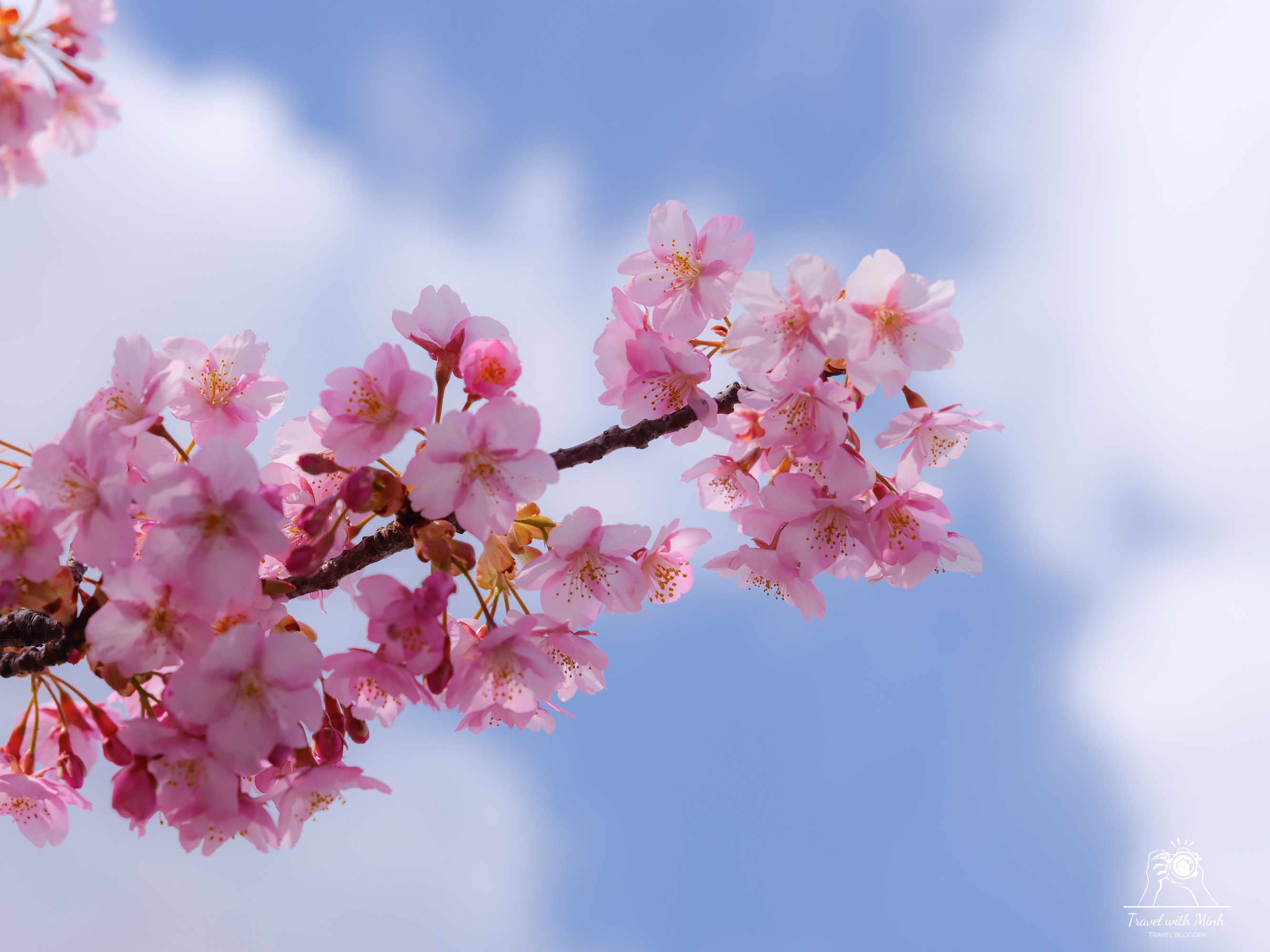 Kawazu zakura yodo kyoto2024 03 09 11 44 dscf4193 1