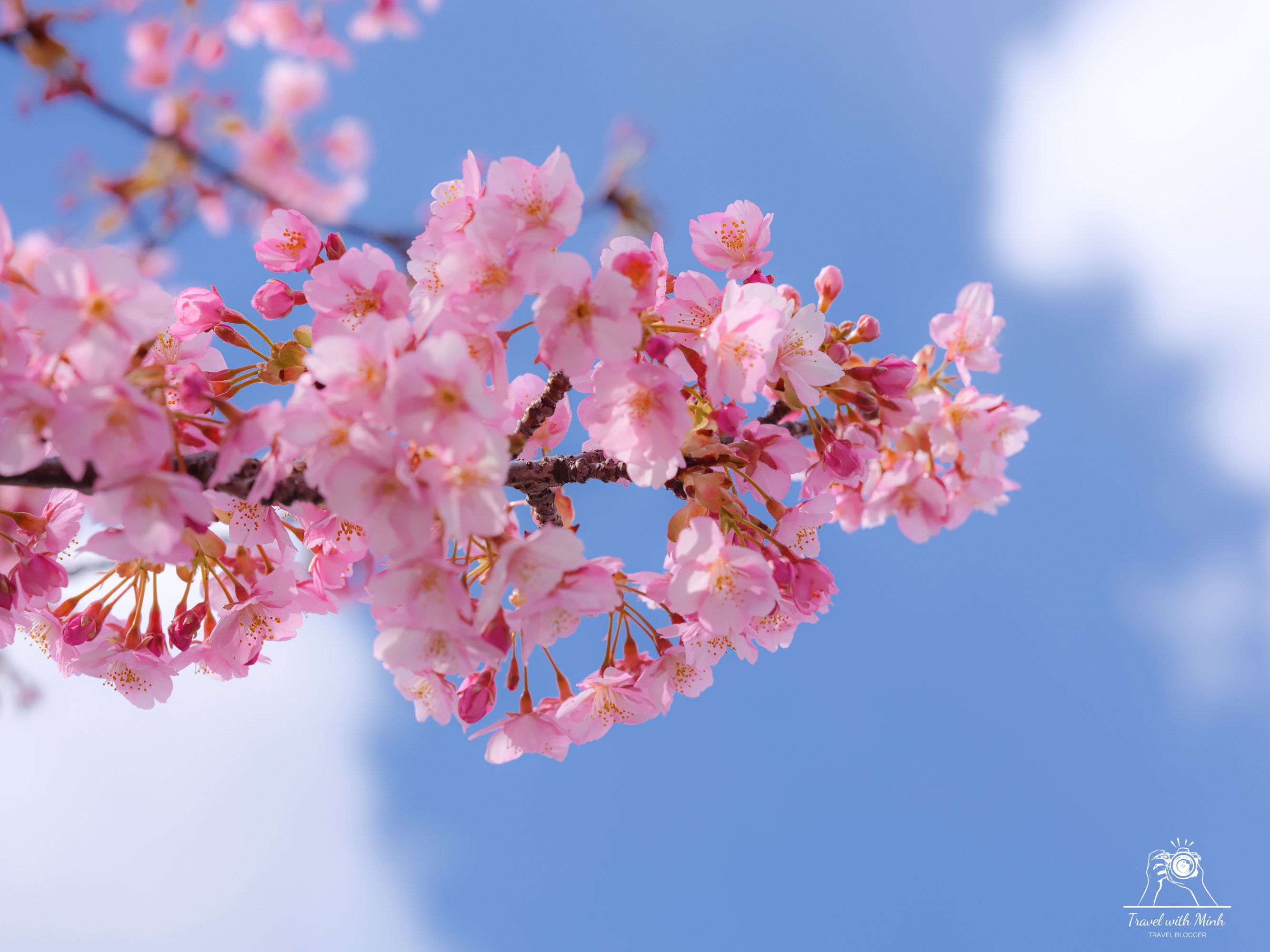 Kawazu zakura yodo kyoto2024 03 09 11 46 dscf4198 2