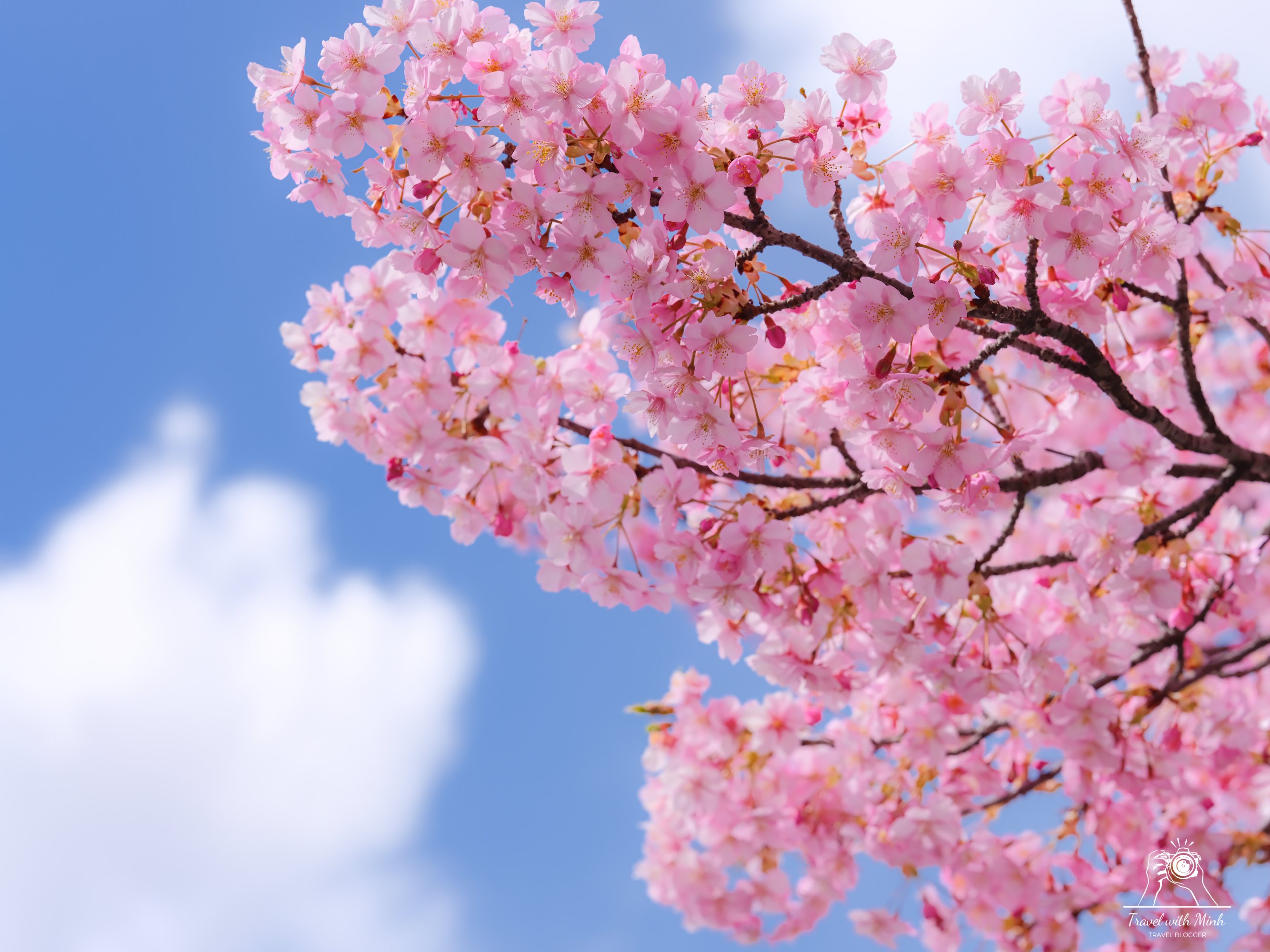 Kawazu zakura yodo kyoto2024 03 09 11 47 dscf4200 2