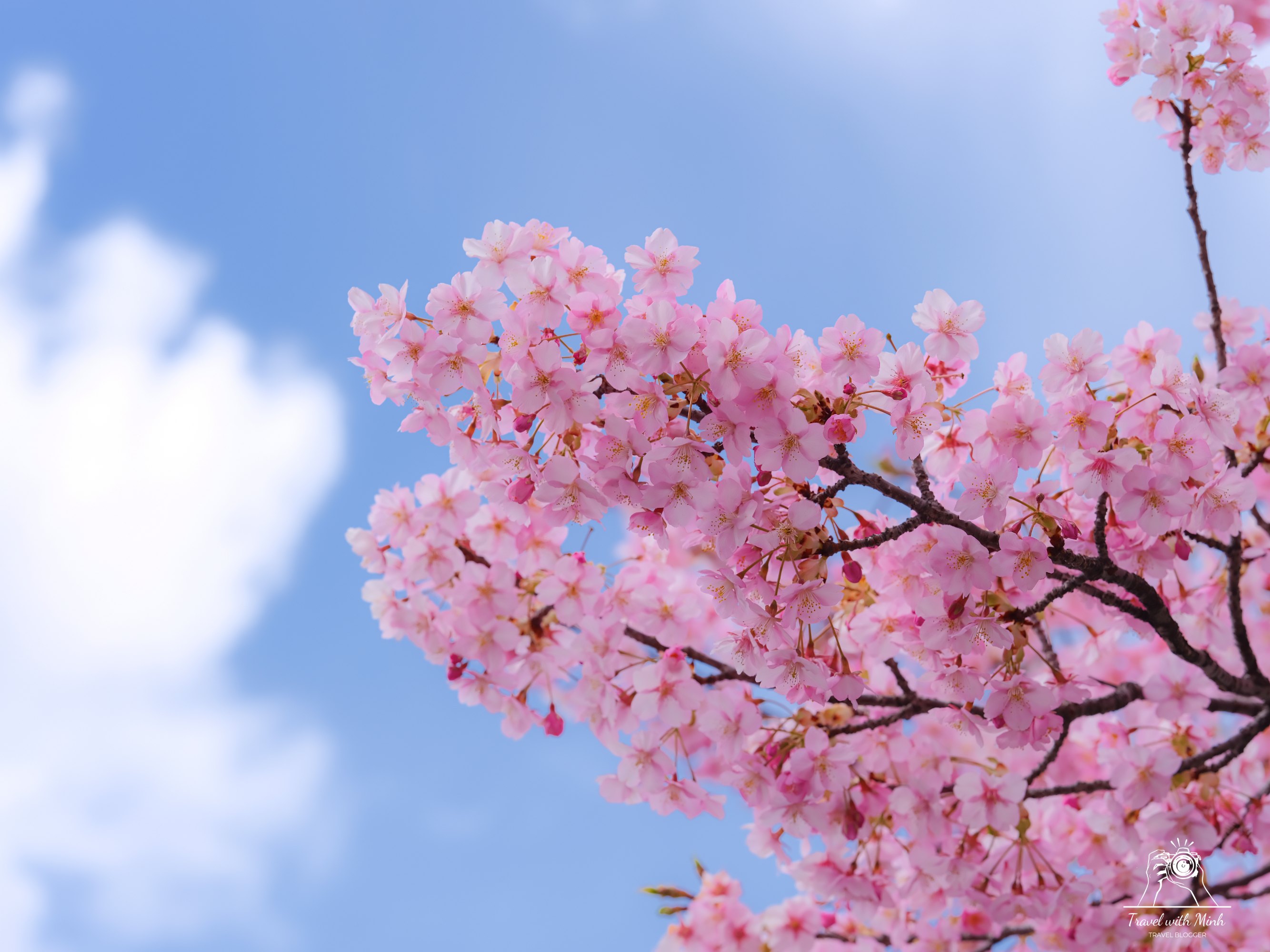 Kawazu zakura yodo kyoto2024 03 09 11 47 dscf4203 2