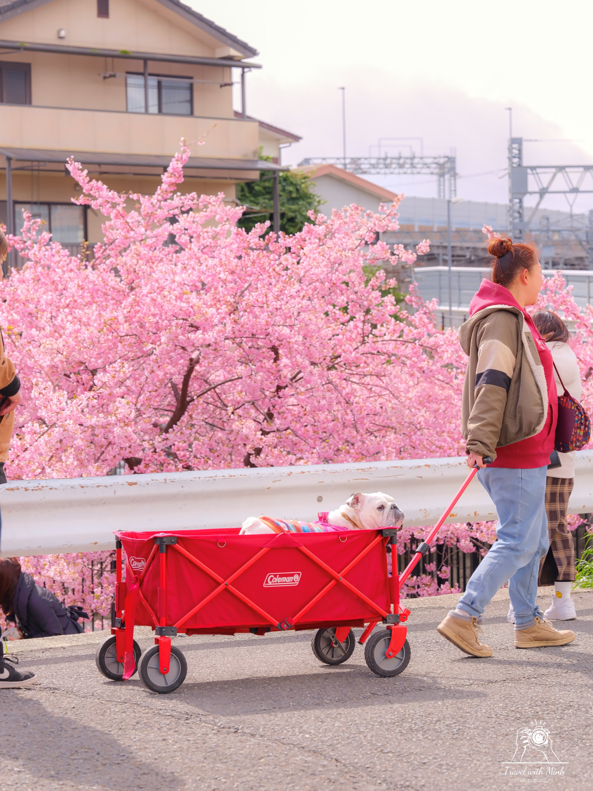 Kawazu zakura yodo kyoto2024 03 09 12 02 dscf4217 2