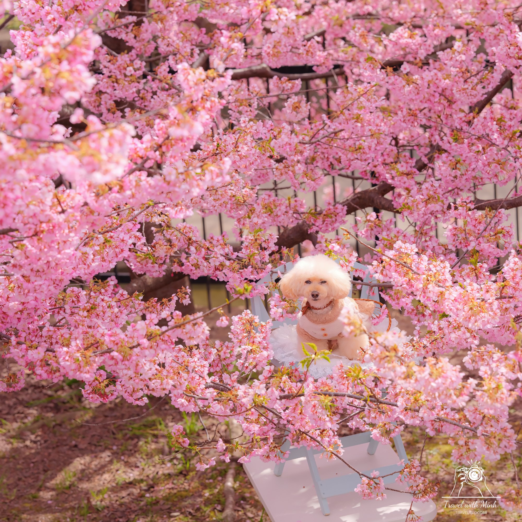 Kawazu zakura yodo kyoto2024 03 09 12 04 dscf4224