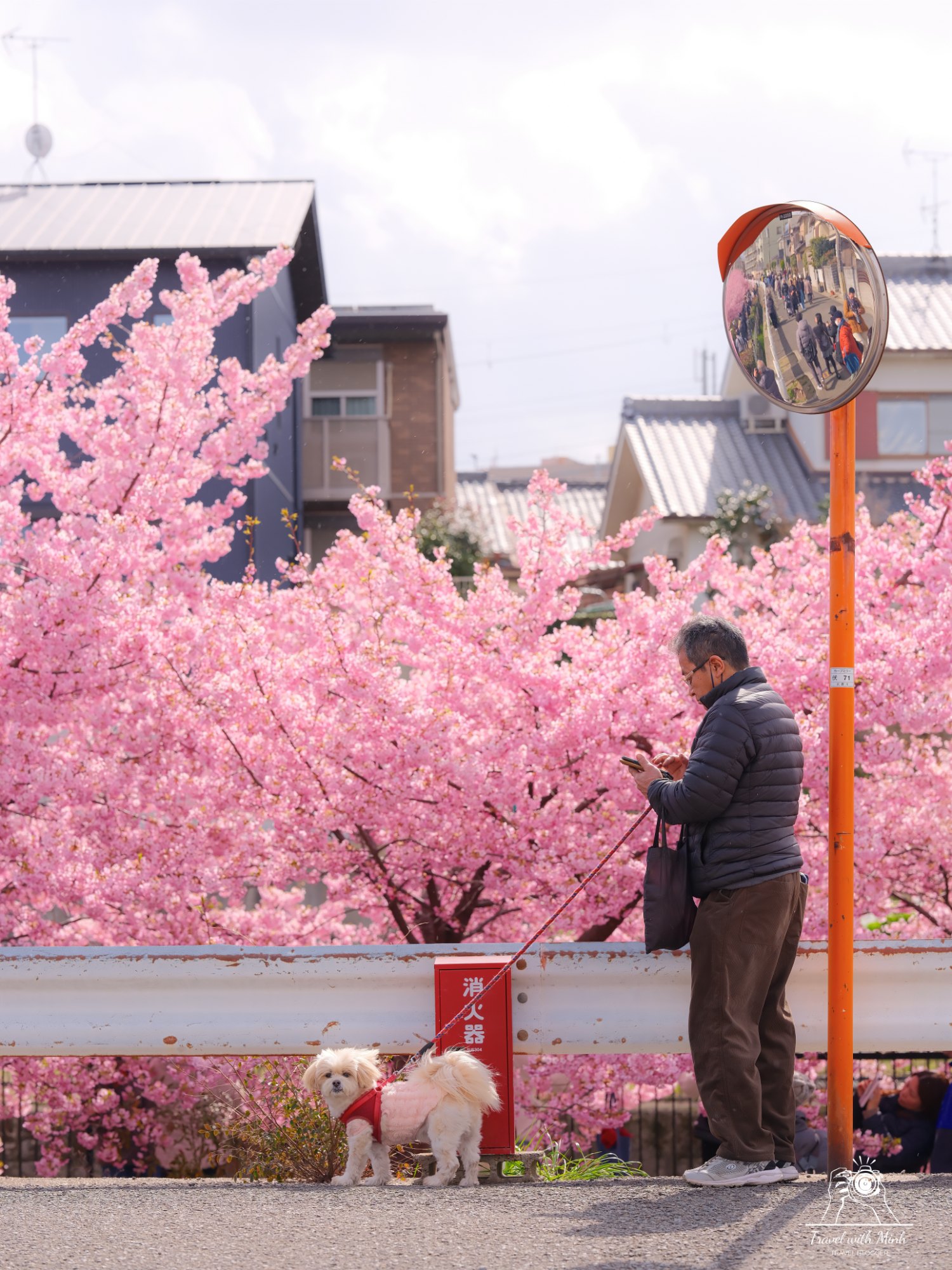 Kawazu zakura yodo kyoto2024 03 09 12 12 dscf4242 2