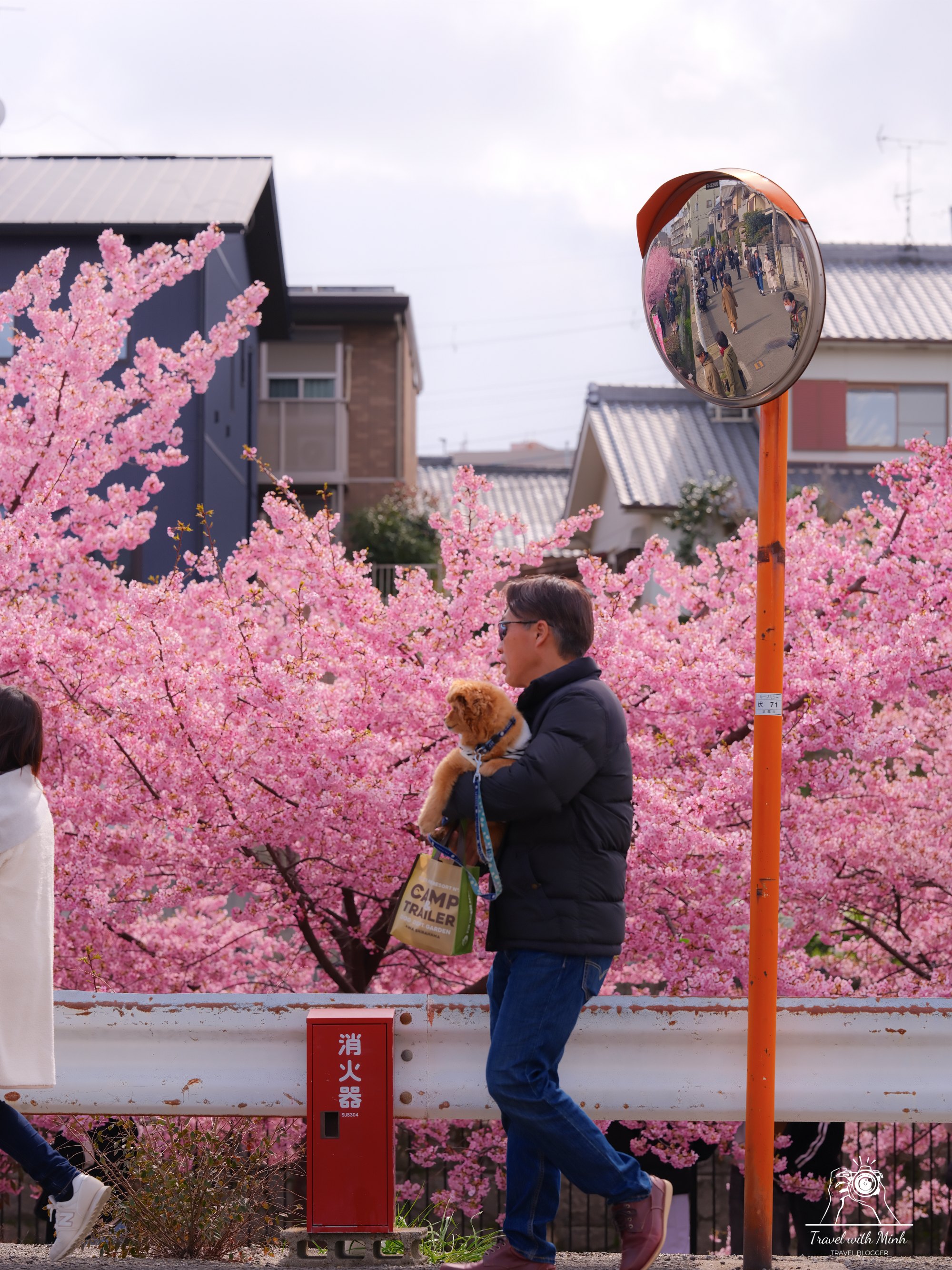 Kawazu zakura yodo kyoto2024 03 09 12 15 dscf4247