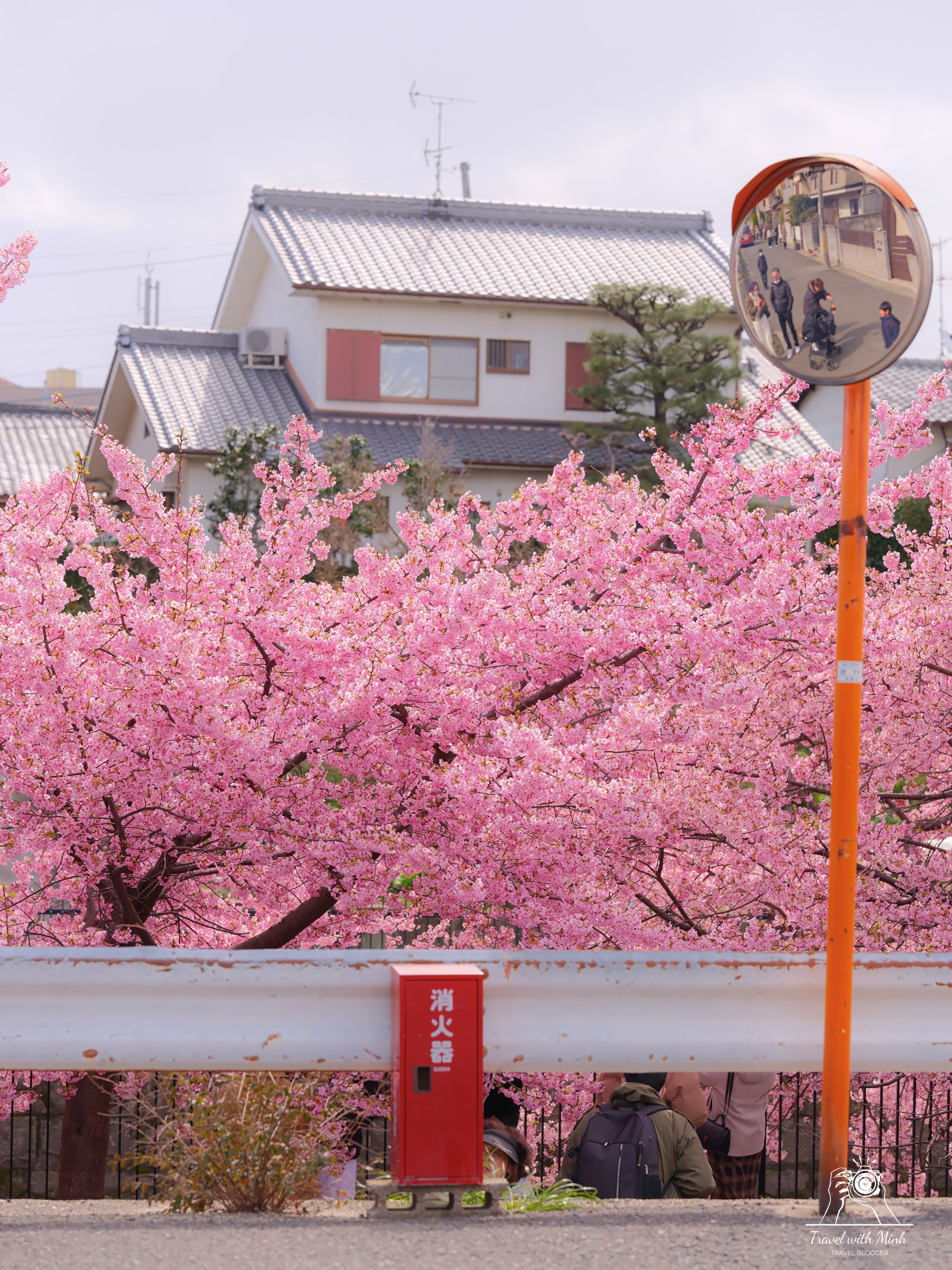 Kawazu zakura yodo kyoto2024 03 09 12 17 dscf4250 1