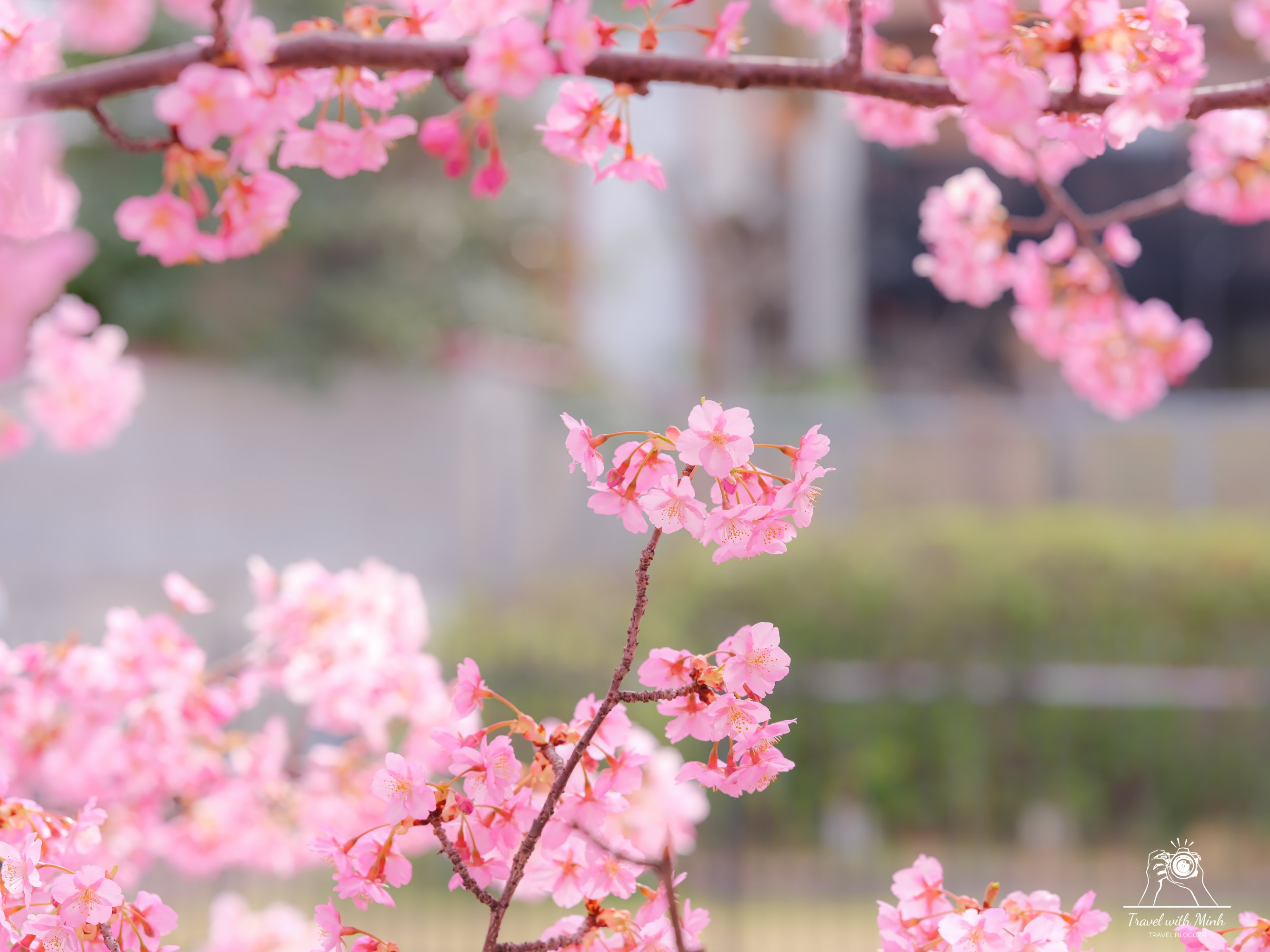 Kawazu zakura yodo kyoto2024 03 09 12 22 dscf4256