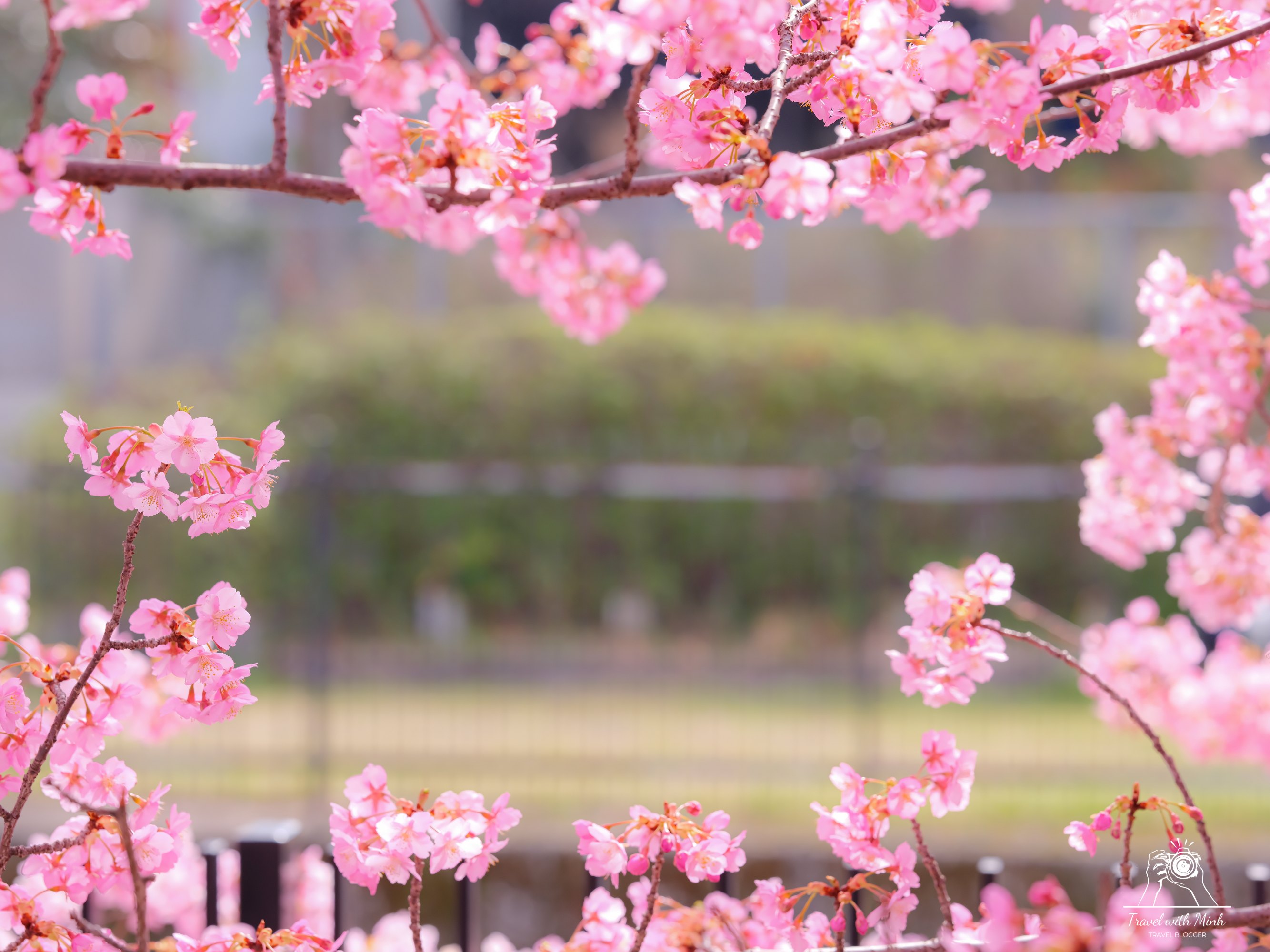 Kawazu zakura yodo kyoto2024 03 09 12 24 dscf4260