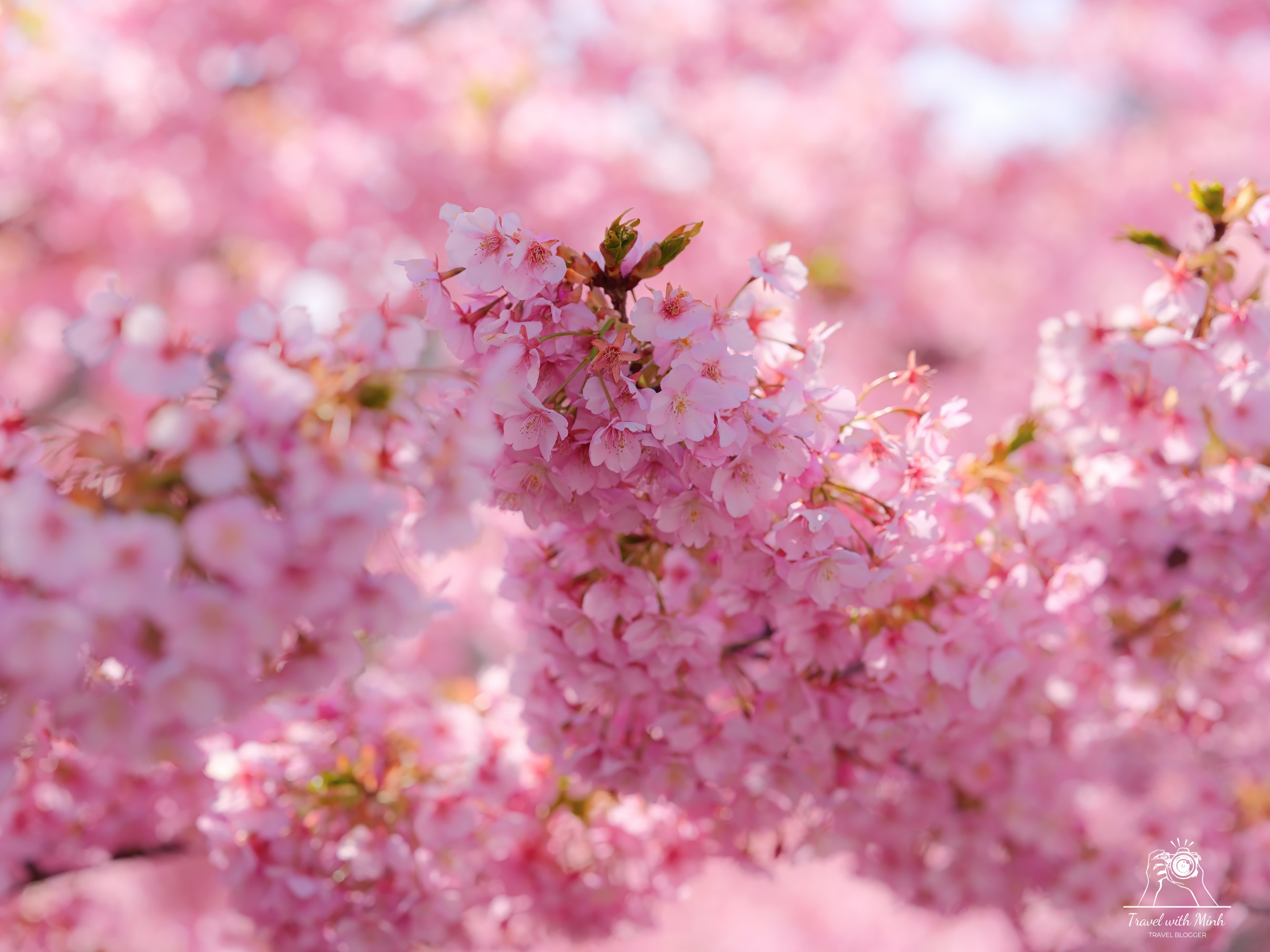 Kawazu zakura yodo kyoto2024 03 09 12 29 dscf4269