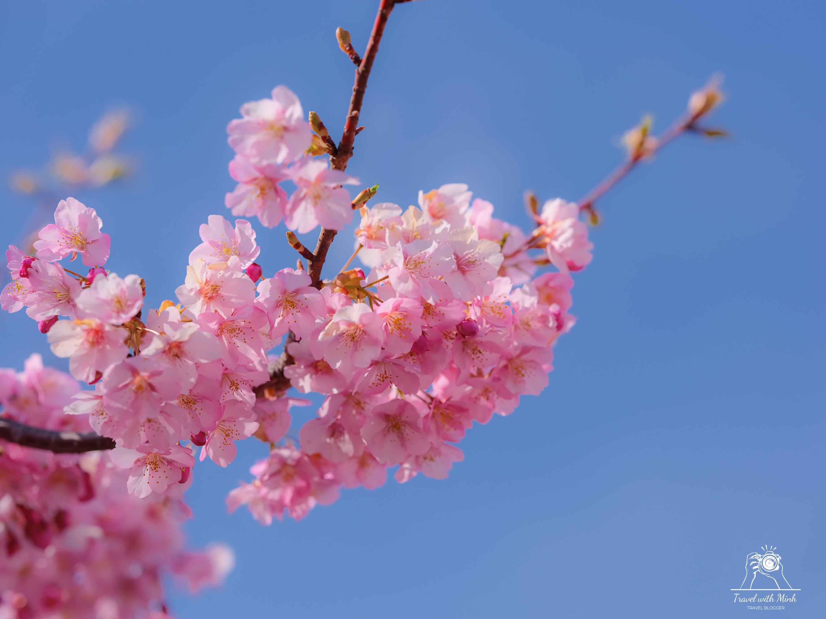 Kawazu zakura yodo kyoto2024 03 09 12 31 dscf4270