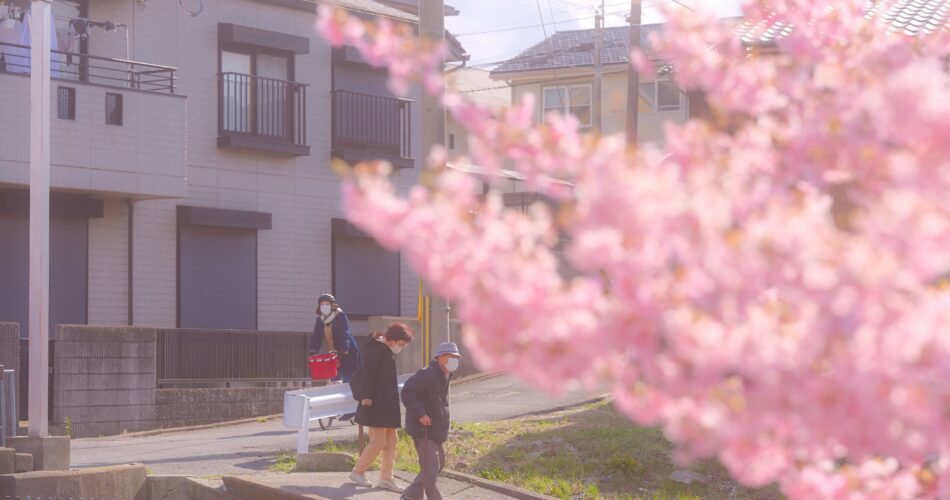 Kawazu zakura yodo kyoto2024 03 09 12 36 dscf4277