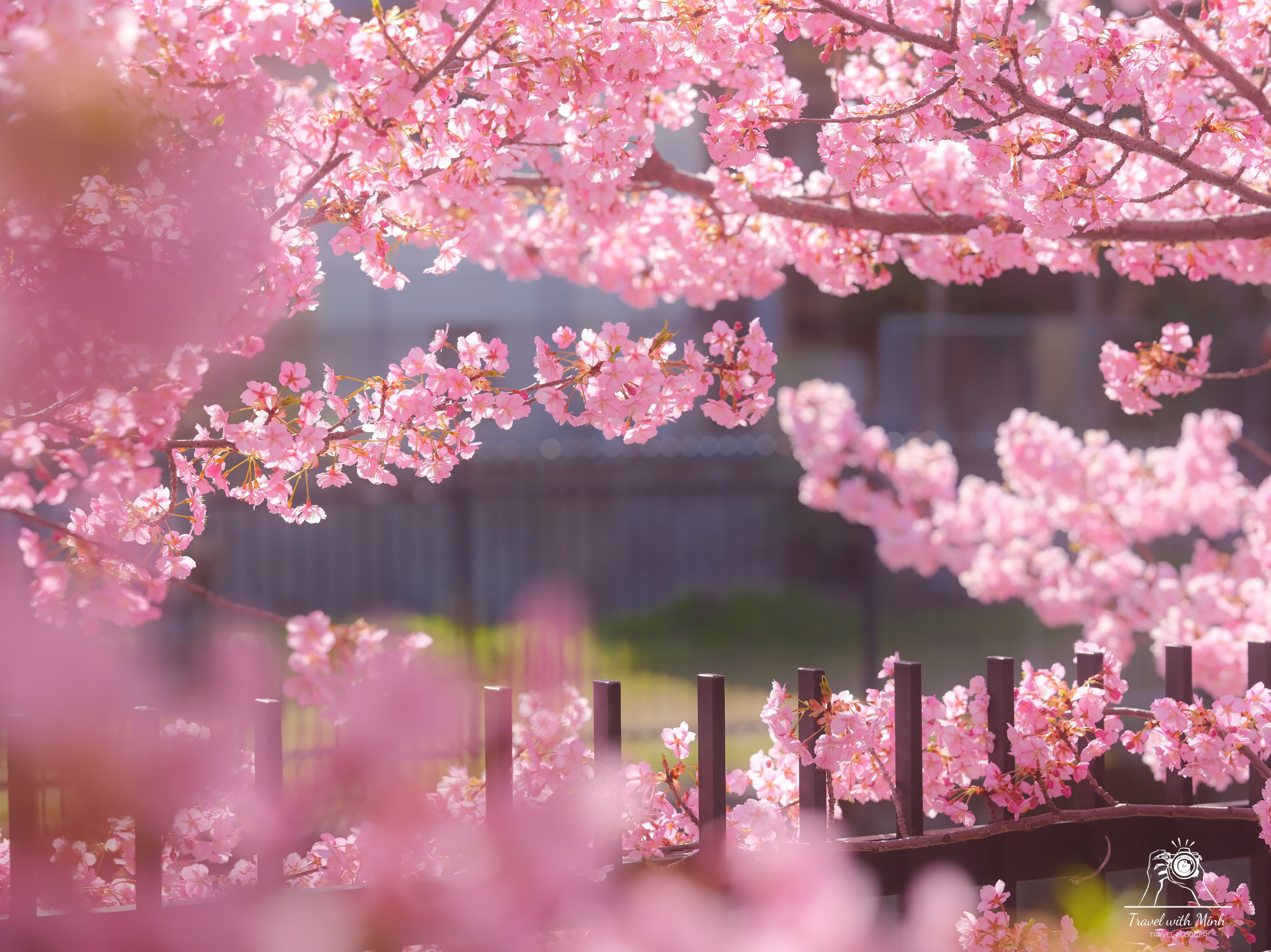 Kawazu zakura yodo kyoto2024 03 09 13 10 dscf4329