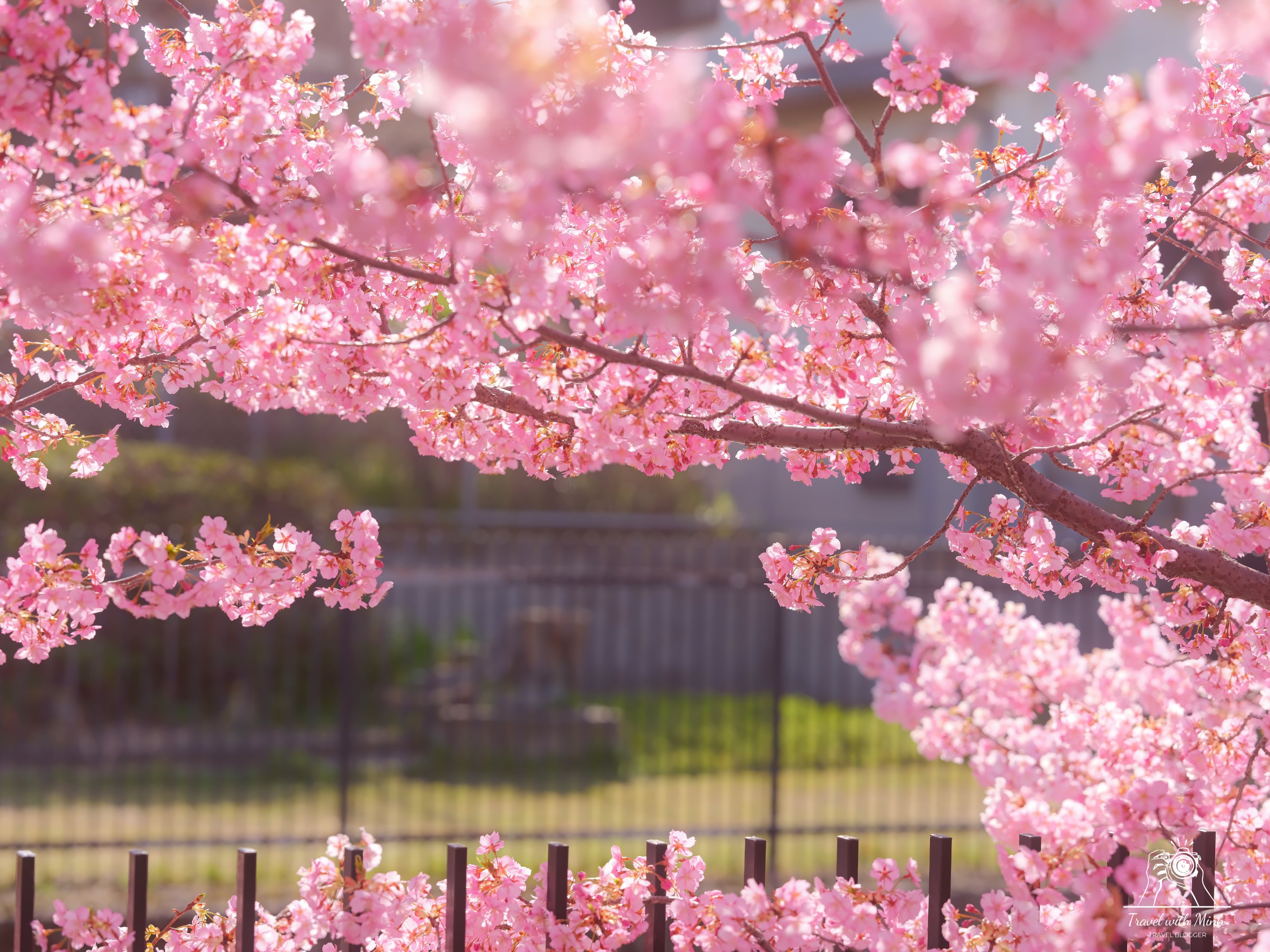 Kawazu zakura yodo kyoto2024 03 09 13 12 dscf4331