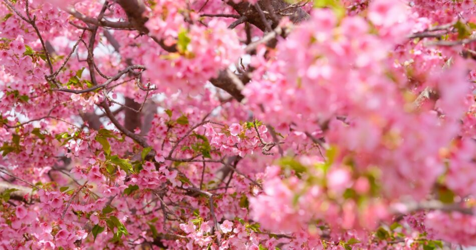 Kawazu sakura matsuda nishihirabatake park2024 02 24 09 13 dscf2875