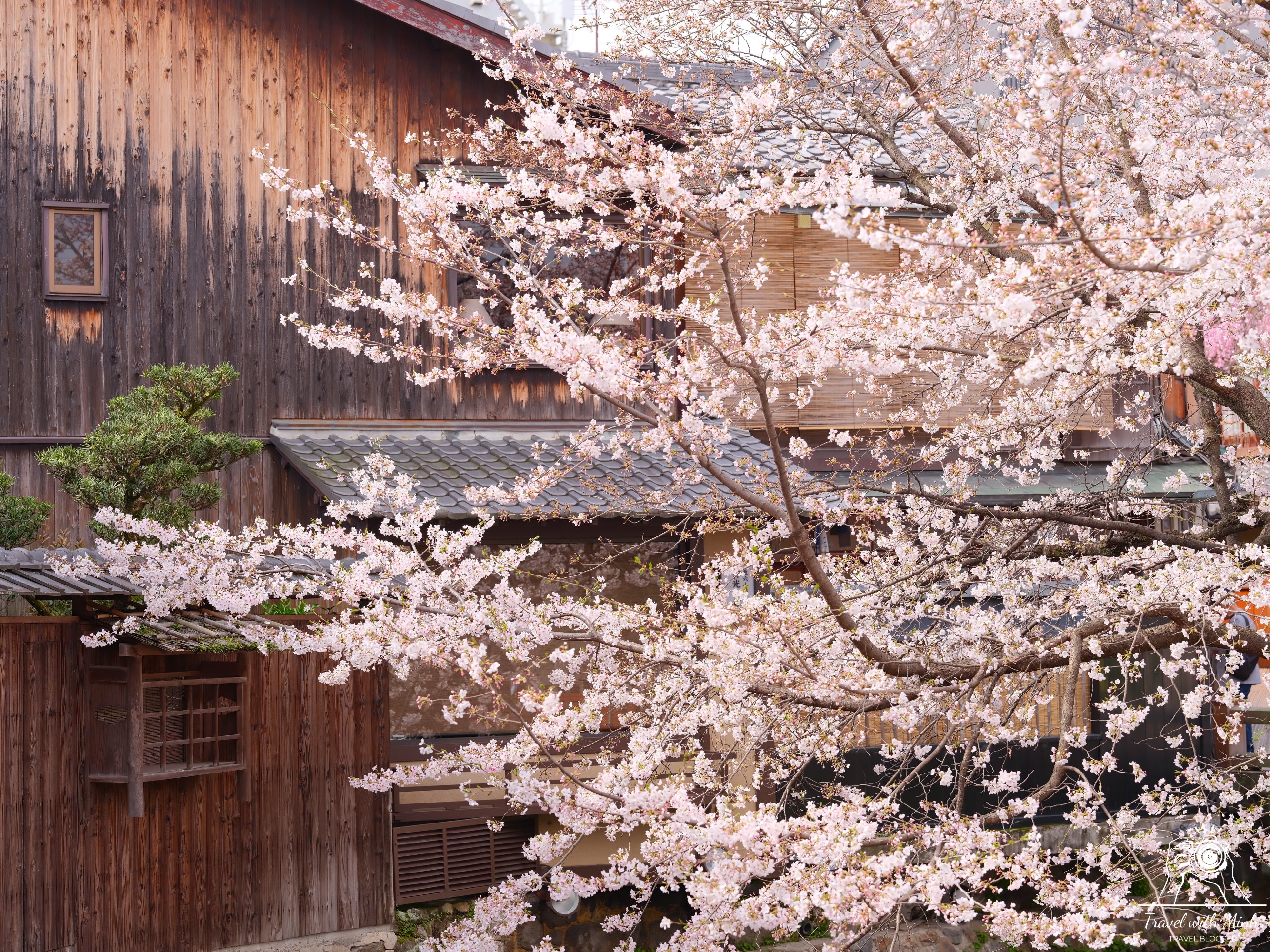 Sakura kyotodscf5847