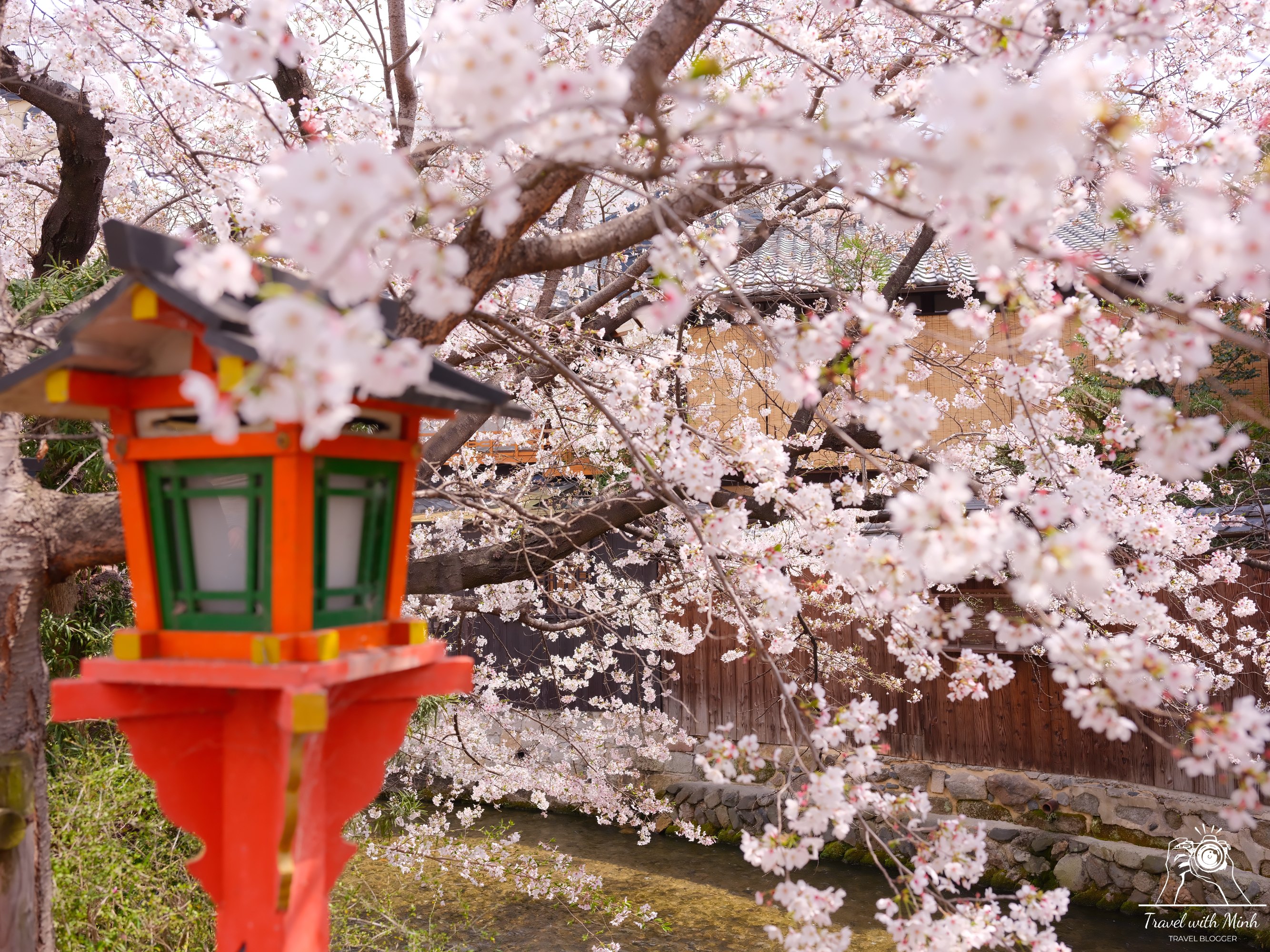 Sakura kyotodscf5959