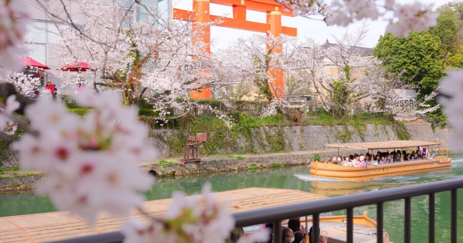 Sakura kyotodscf6229