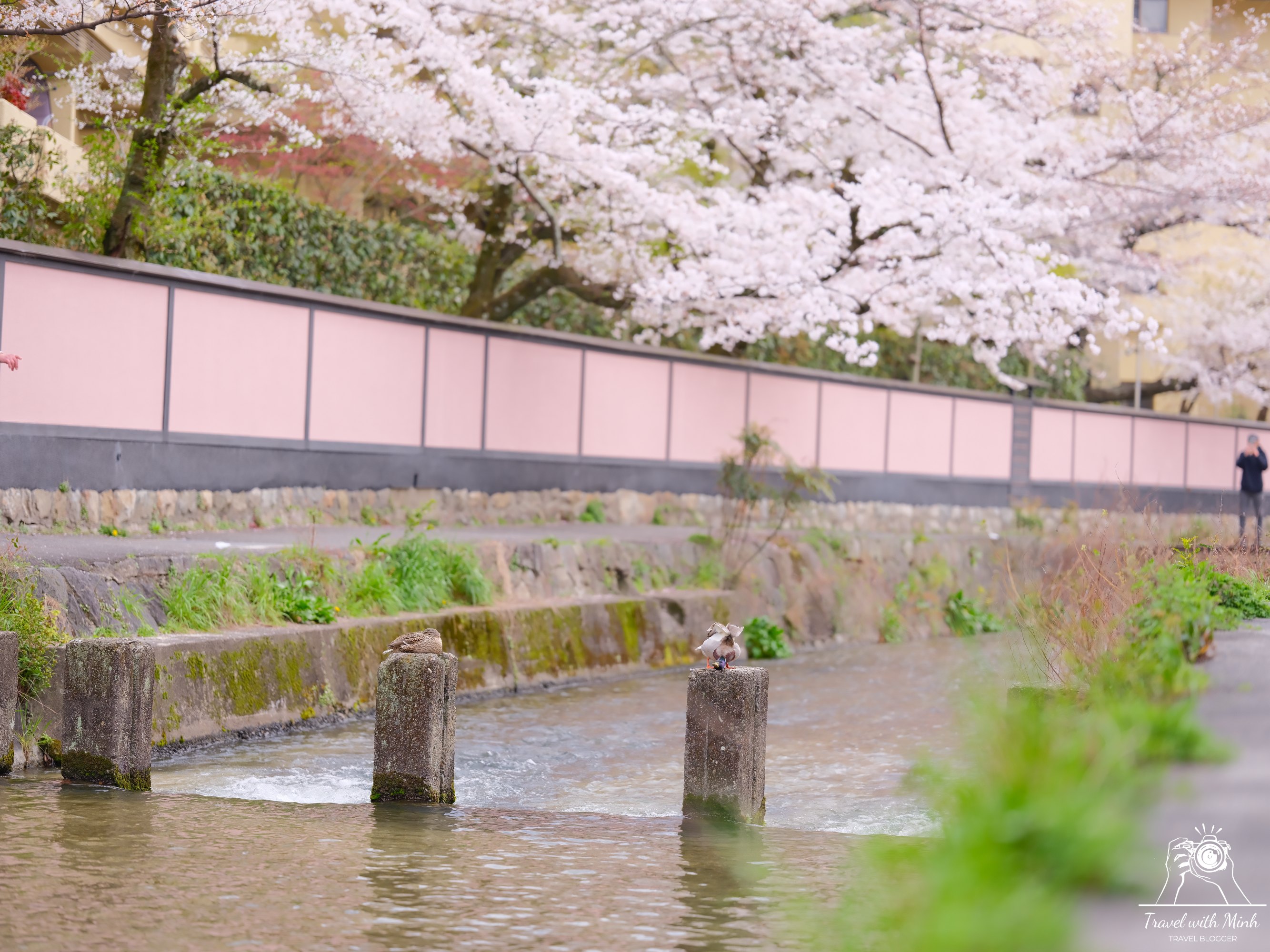 Sakura kyotodscf6246