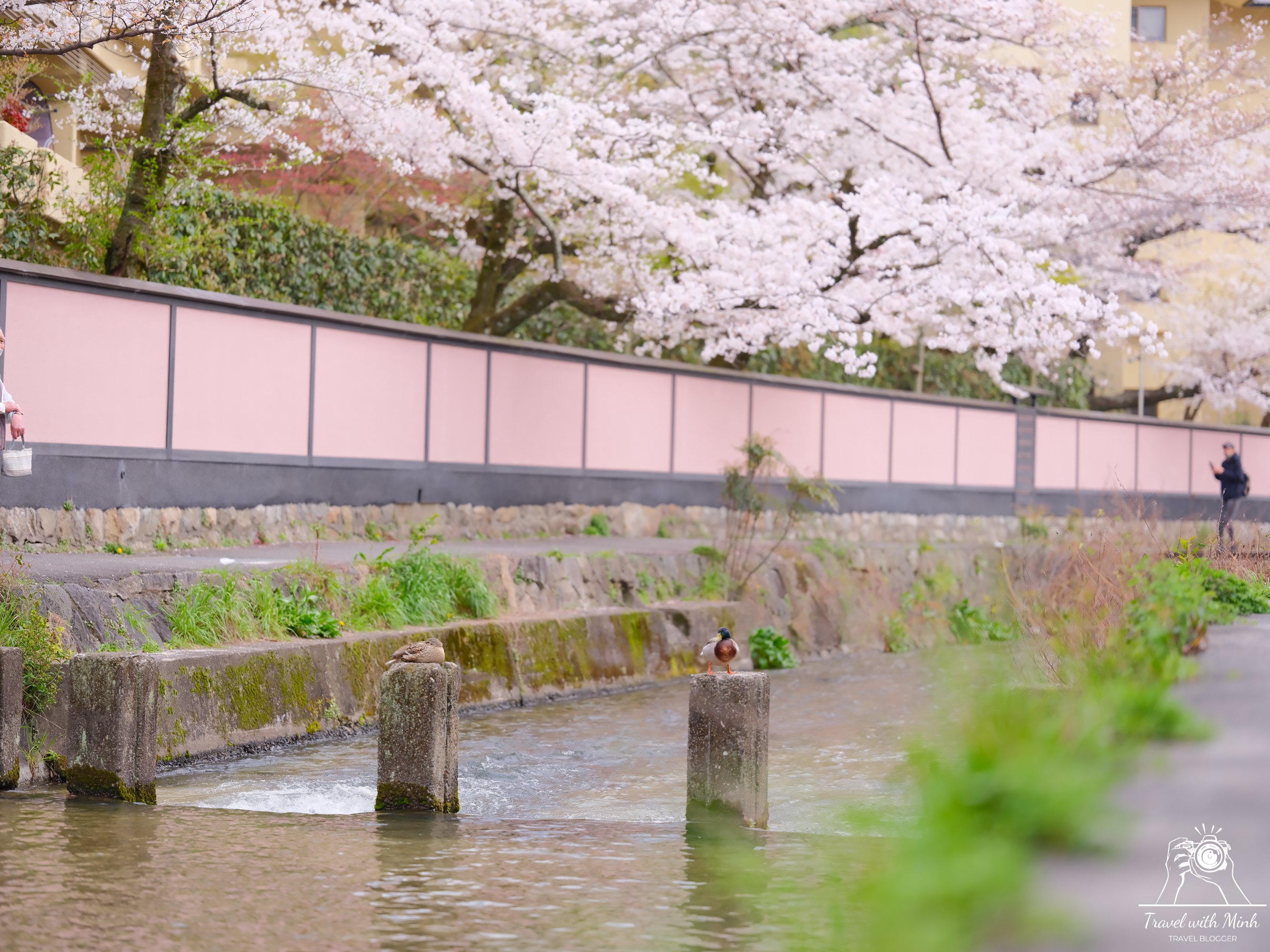 Sakura kyotodscf6247